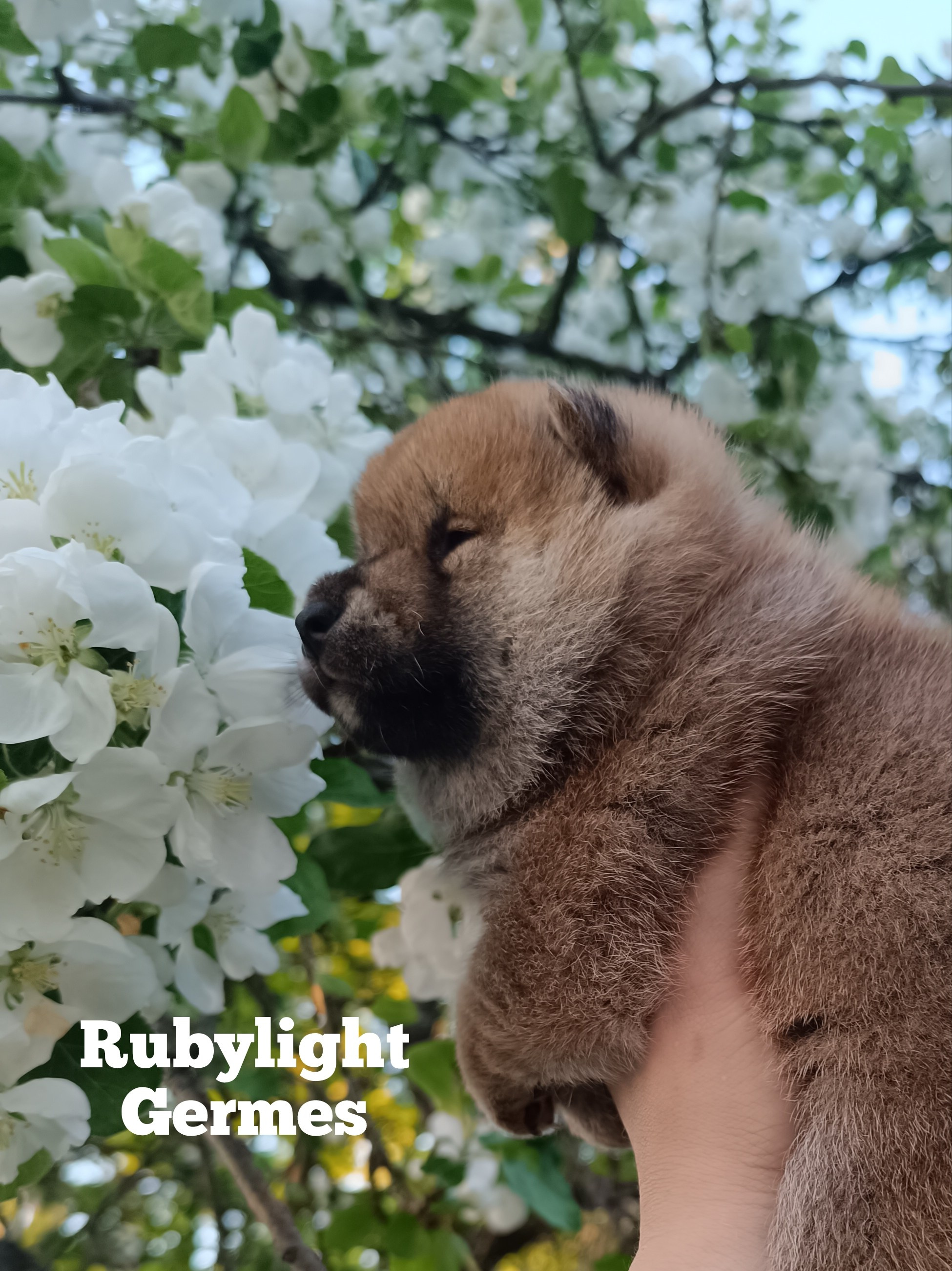 Сиба Rubylight Germes питомник Рубилайт