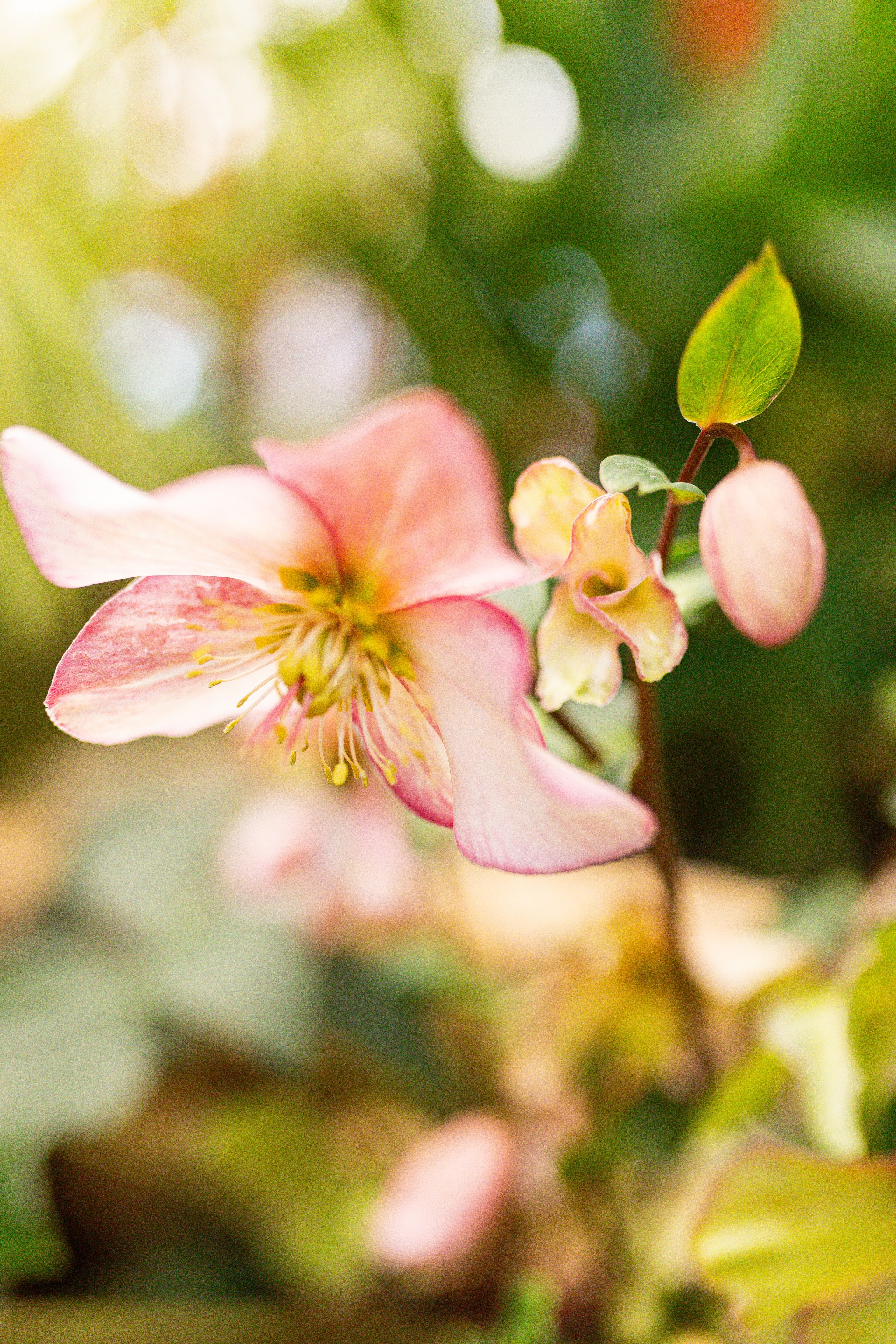Аптекарский огород МГУ. Китай. Александра Куликова фотограф, Москва