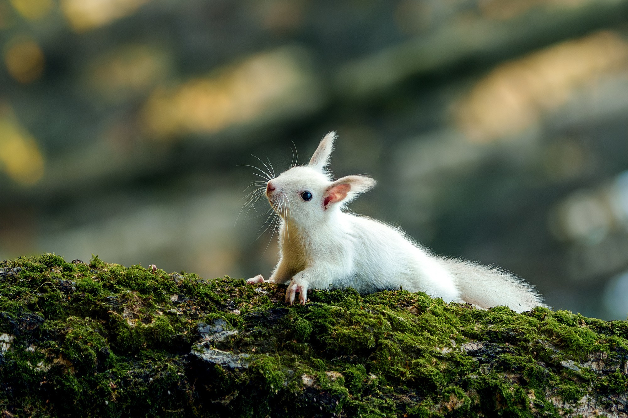 Животные. Ваш личный фотограф Марина Волкова