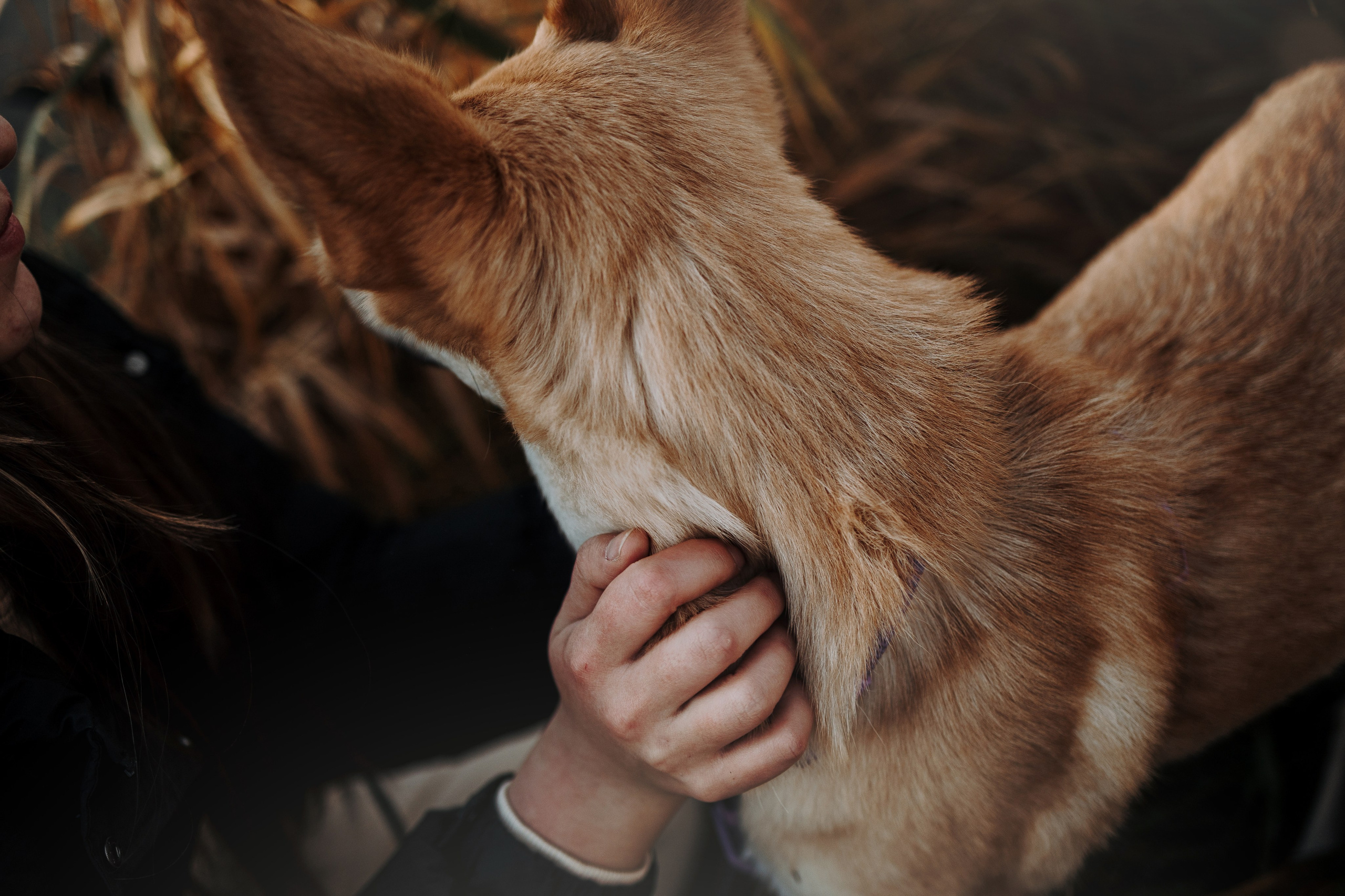 Юля и Джесси. Фотограф — Анималист | Санкт-Петербург