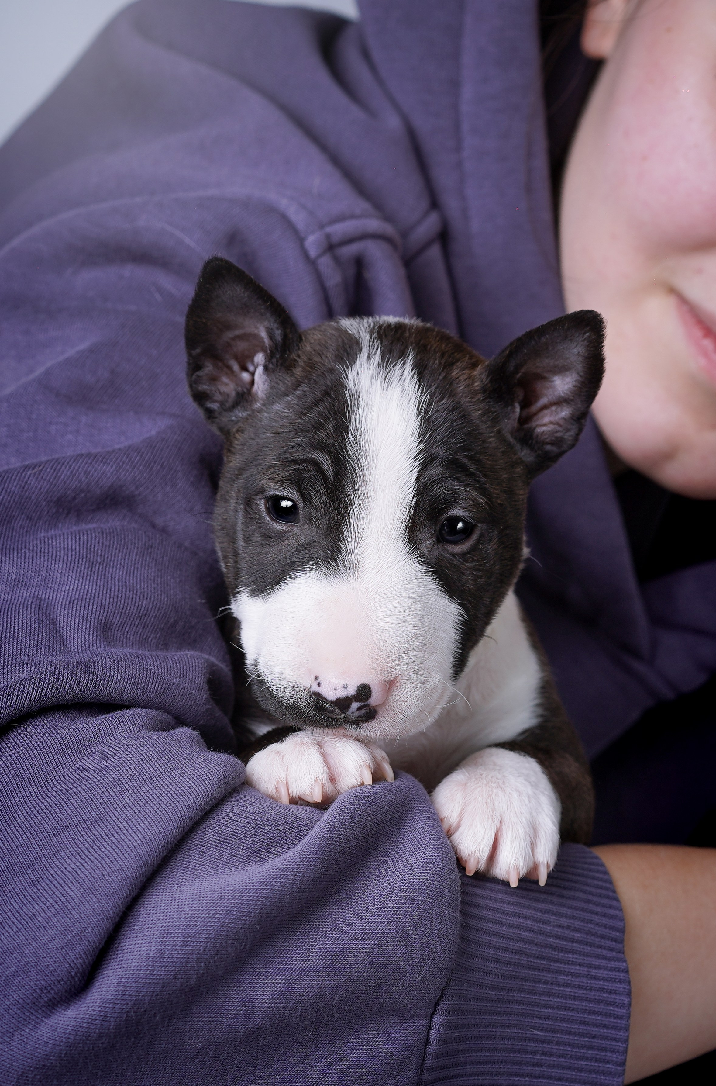 Щенки минибуля. Фотограф-анималист в Санкт-Петербурге Яна Мартынова