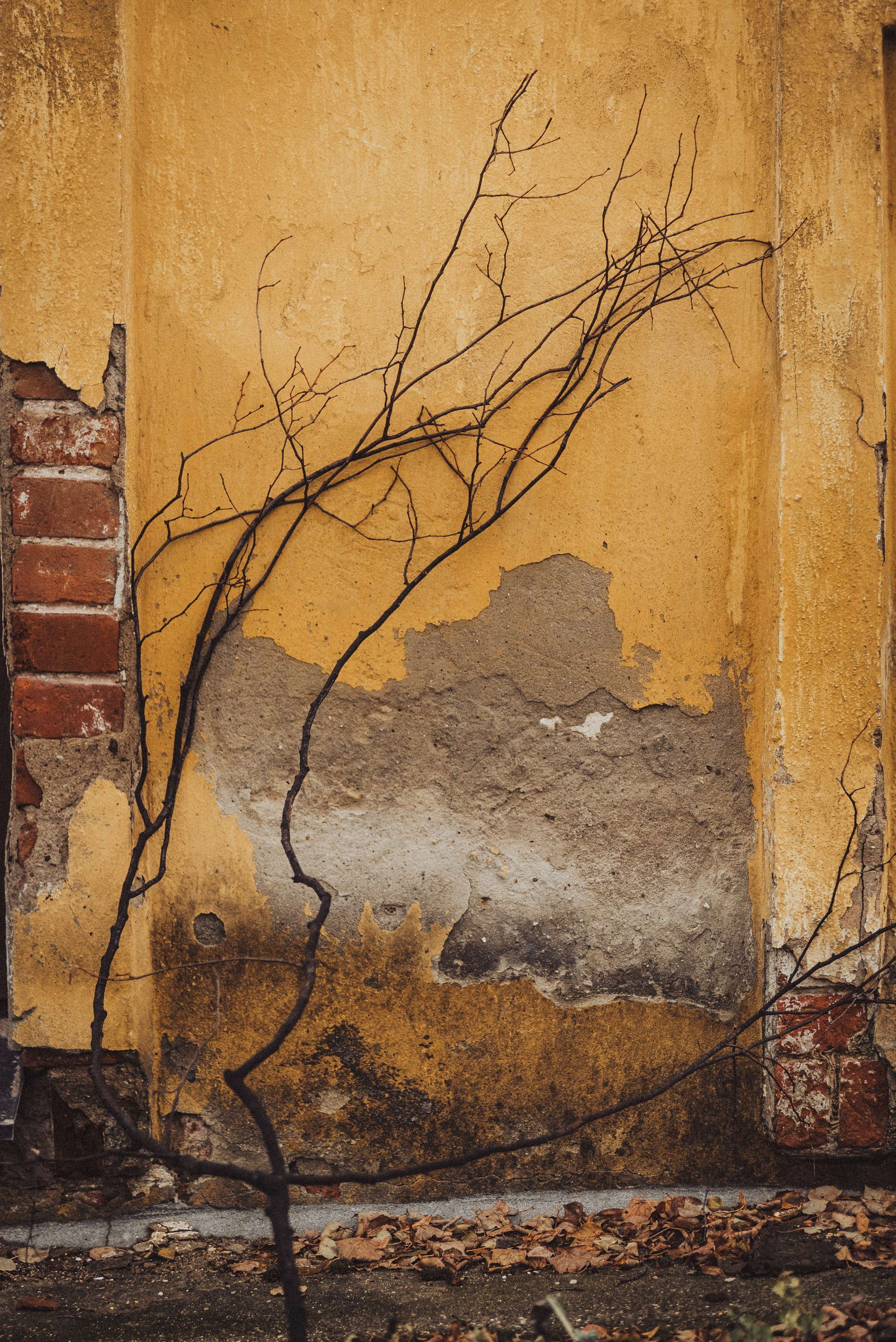 Проект #улицыгорода. Ярославль, улица Волкова. Документальный фотограф Илья Тихановский