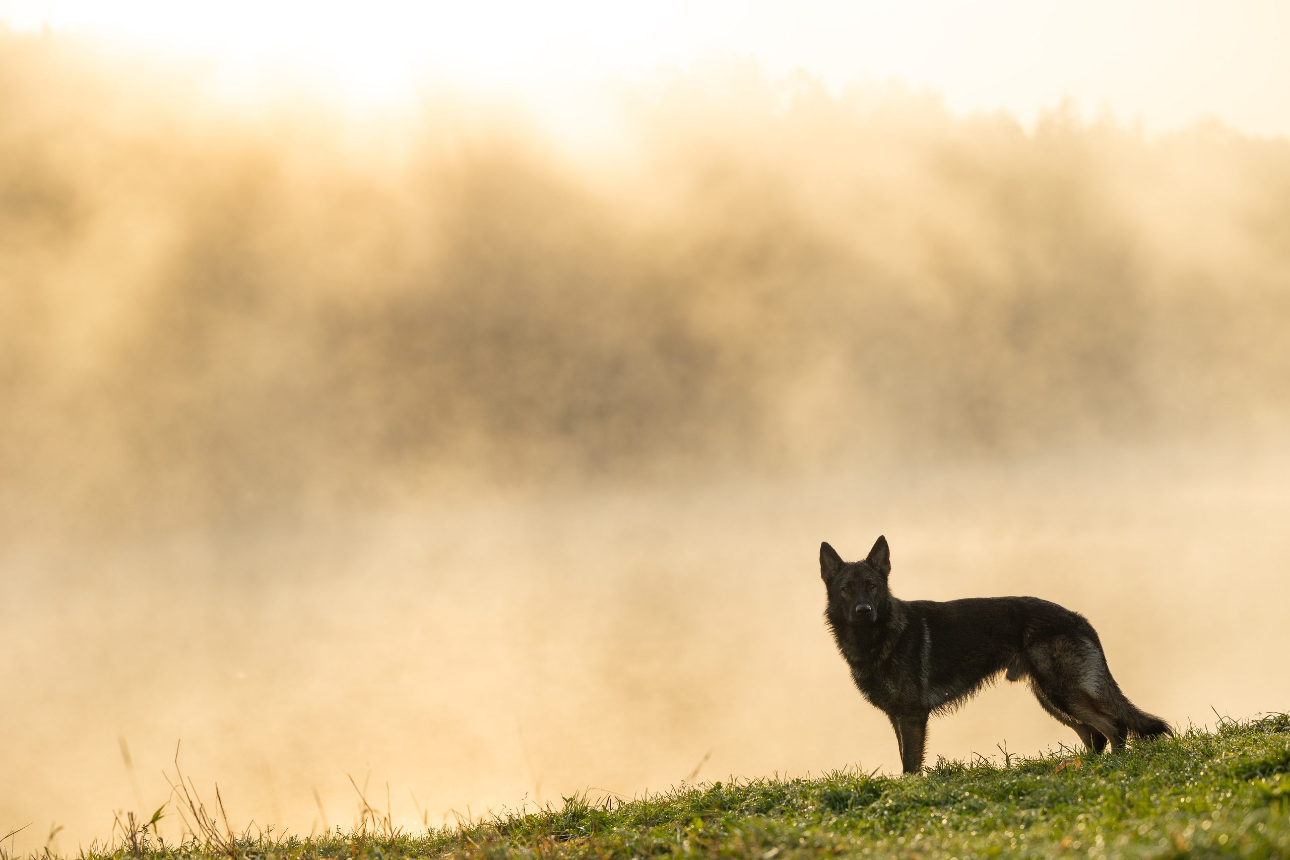 Немецкие овчарки Кетчер и Роскошь. Фотограф-анималист Natalia Deingel | Фотосъемка собак в Москве