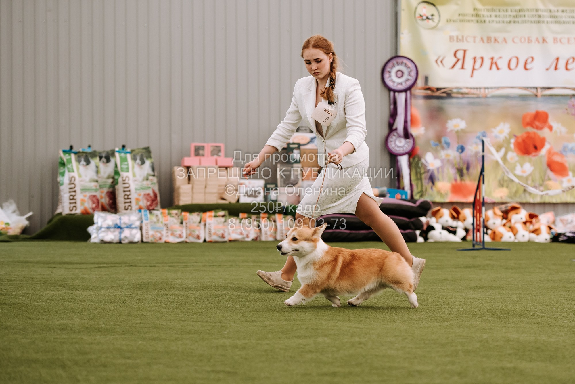 Выставка собак Красноярск 2.06. Фотограф Диана Оленина Красноярск / Братск