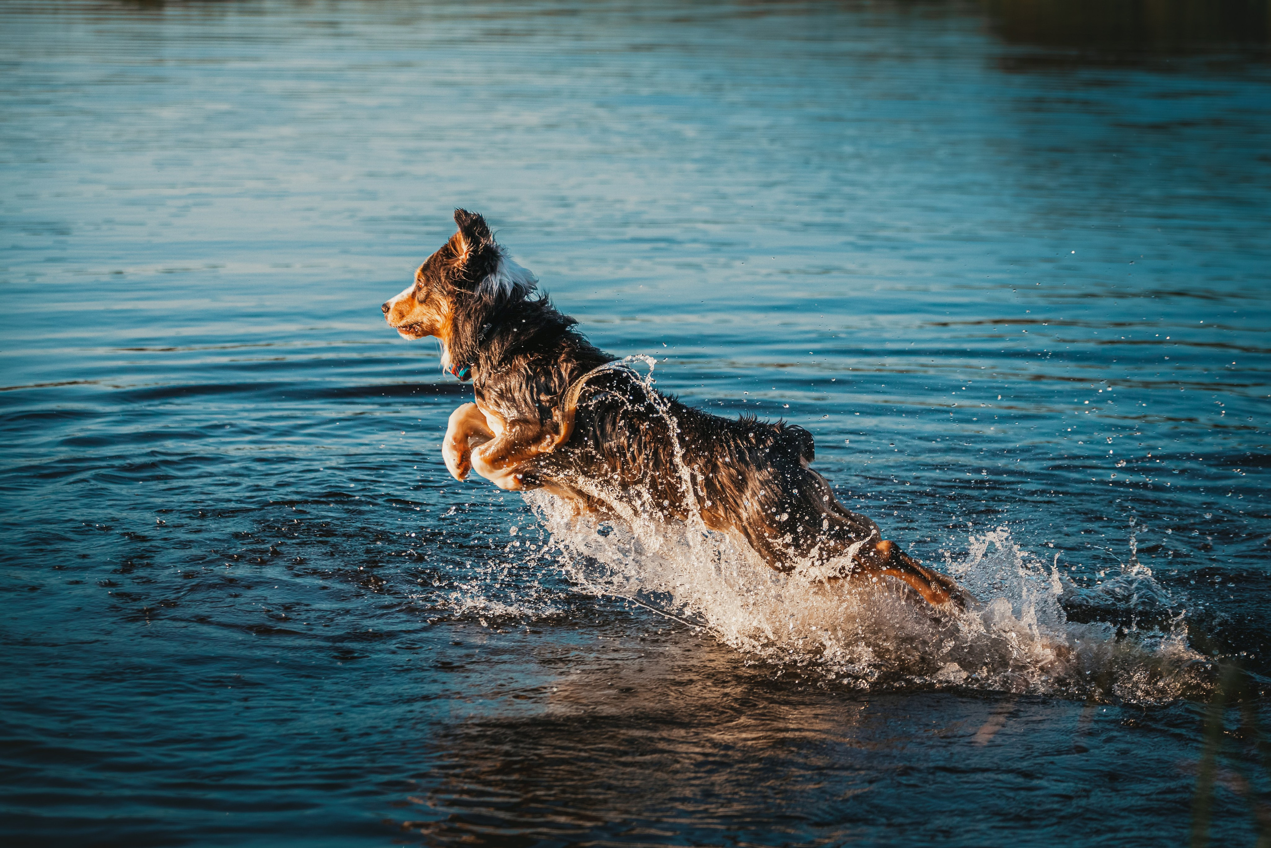 Фотограф-анималист Татьяна Степанова