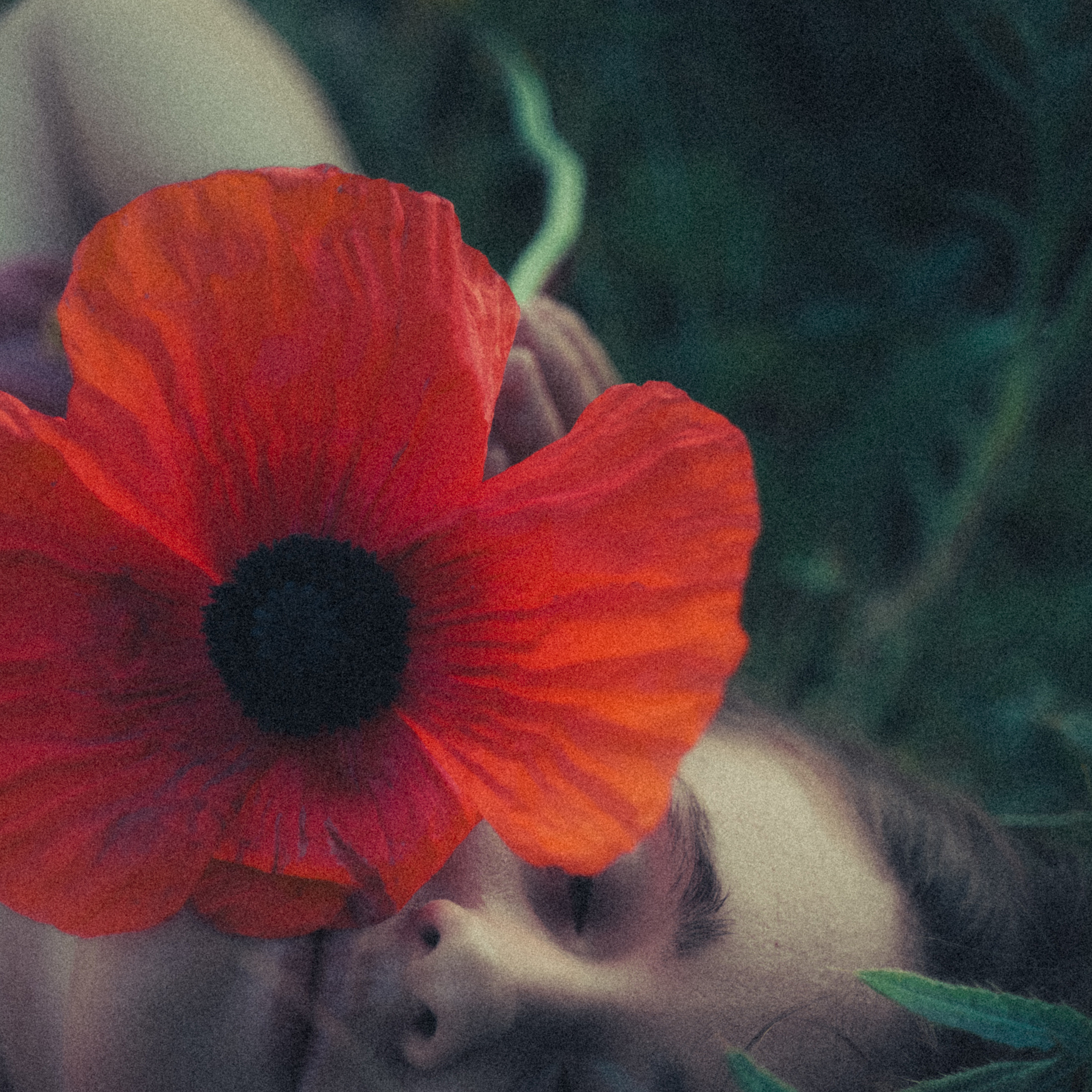 Зелёный дом. Алиса Аницкая