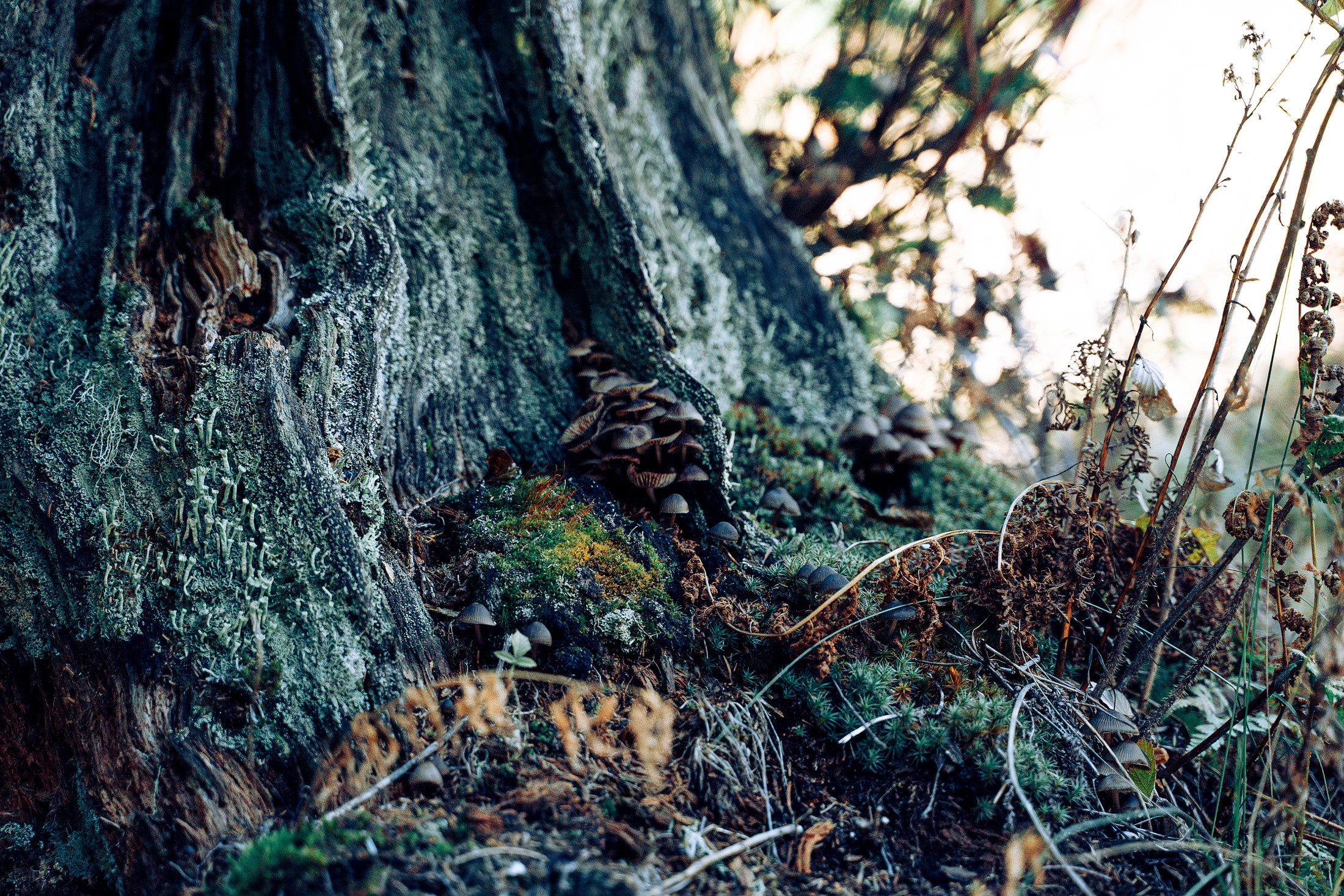 Бег. Алиса Аницкая
