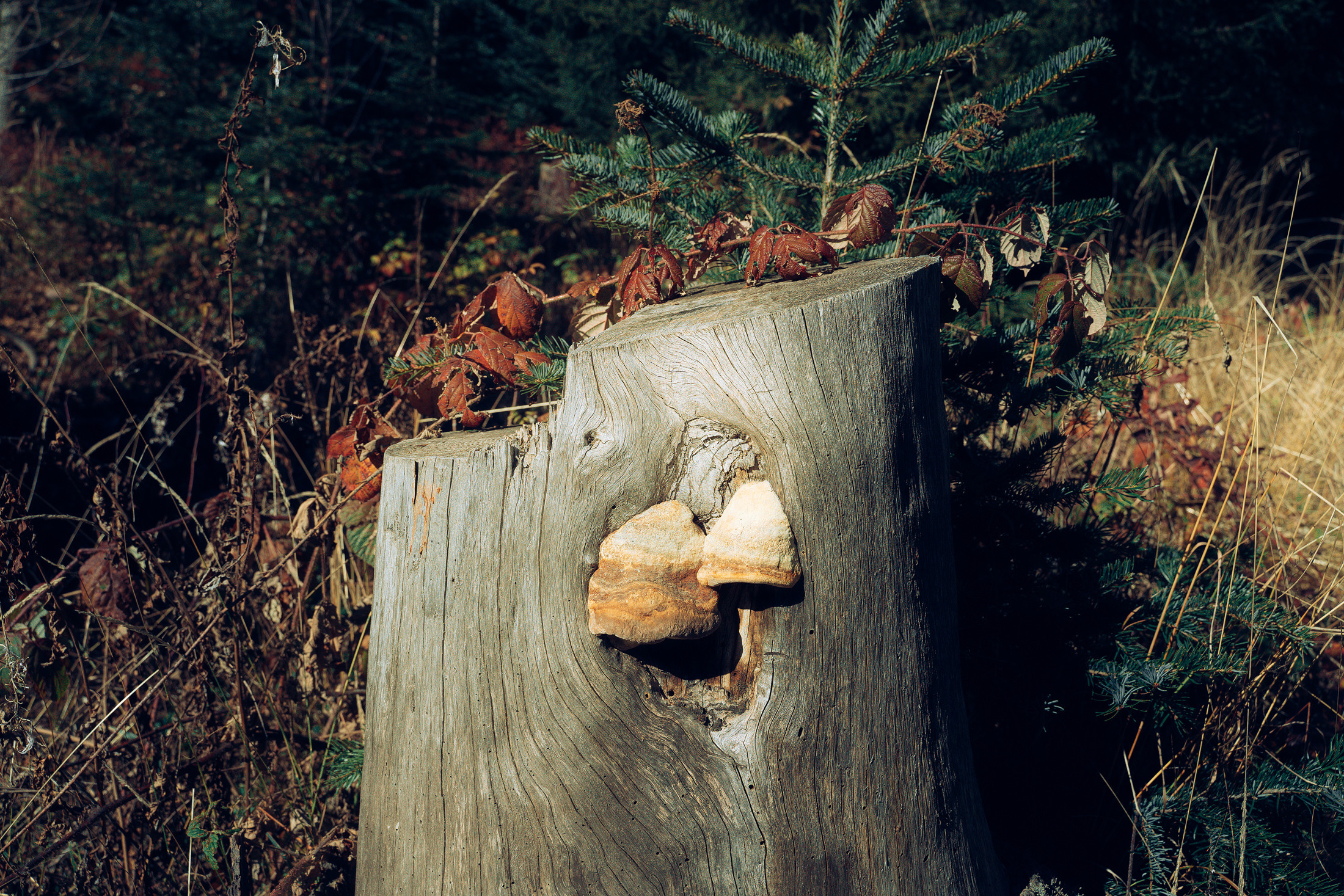Бег. Алиса Аницкая