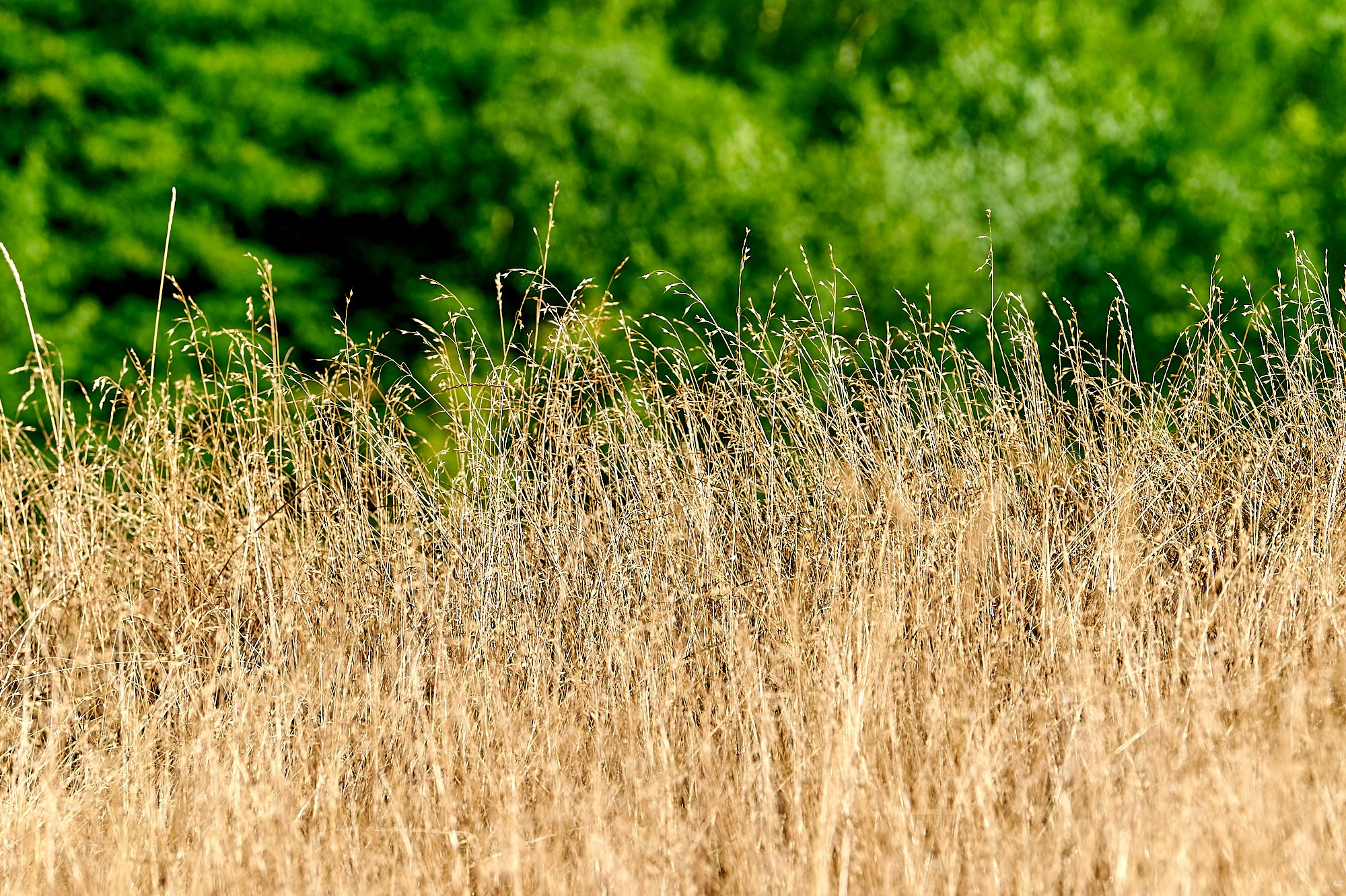 Кисловодск, Россия. Август 2024. Фотографии отовсюду и обо всем