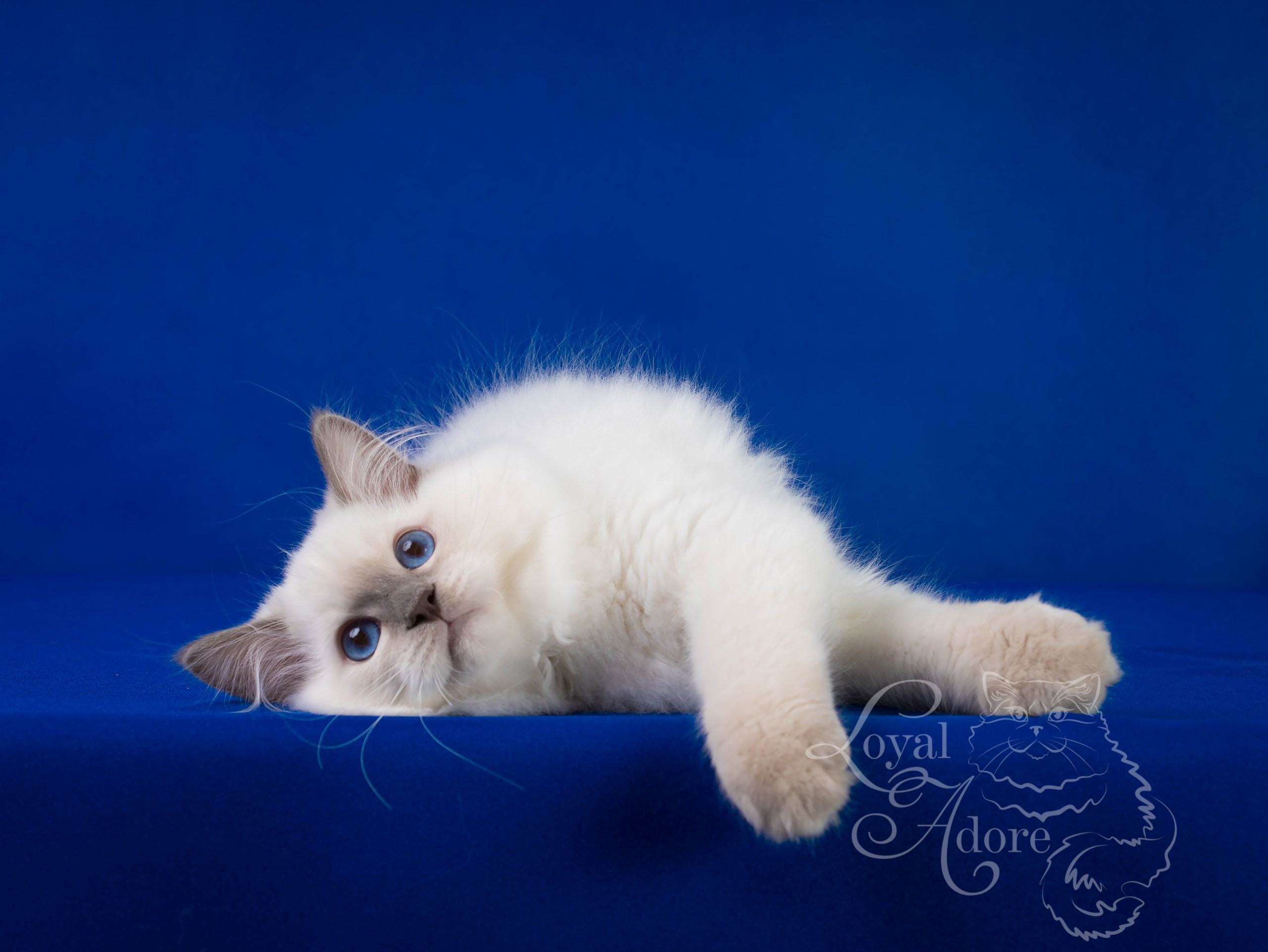 Коты производители Loyal Adore. Питомник рэгдолл Loyal Adore