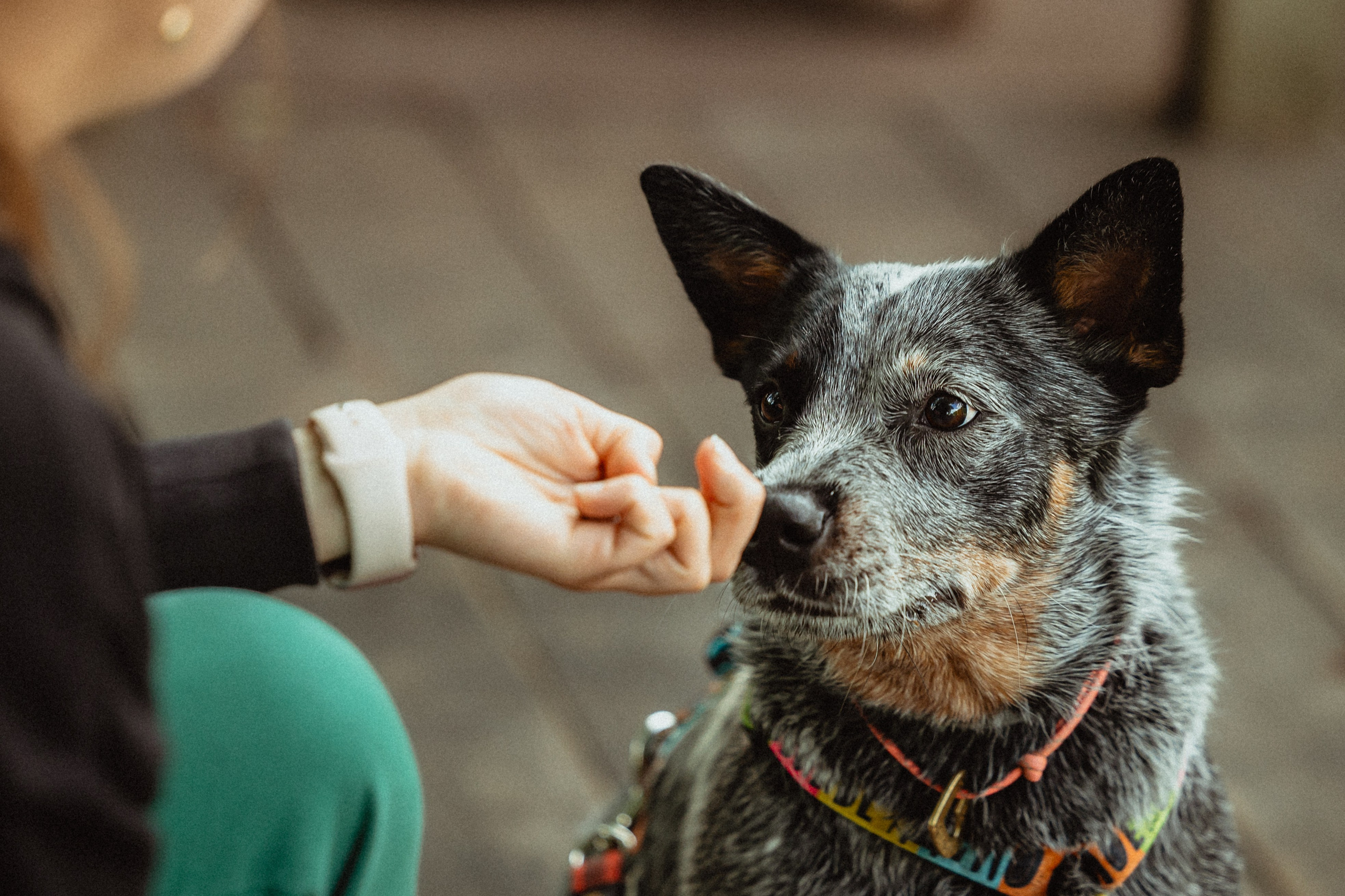 Выездной дог-тренинг от школы «Шерсть имею»