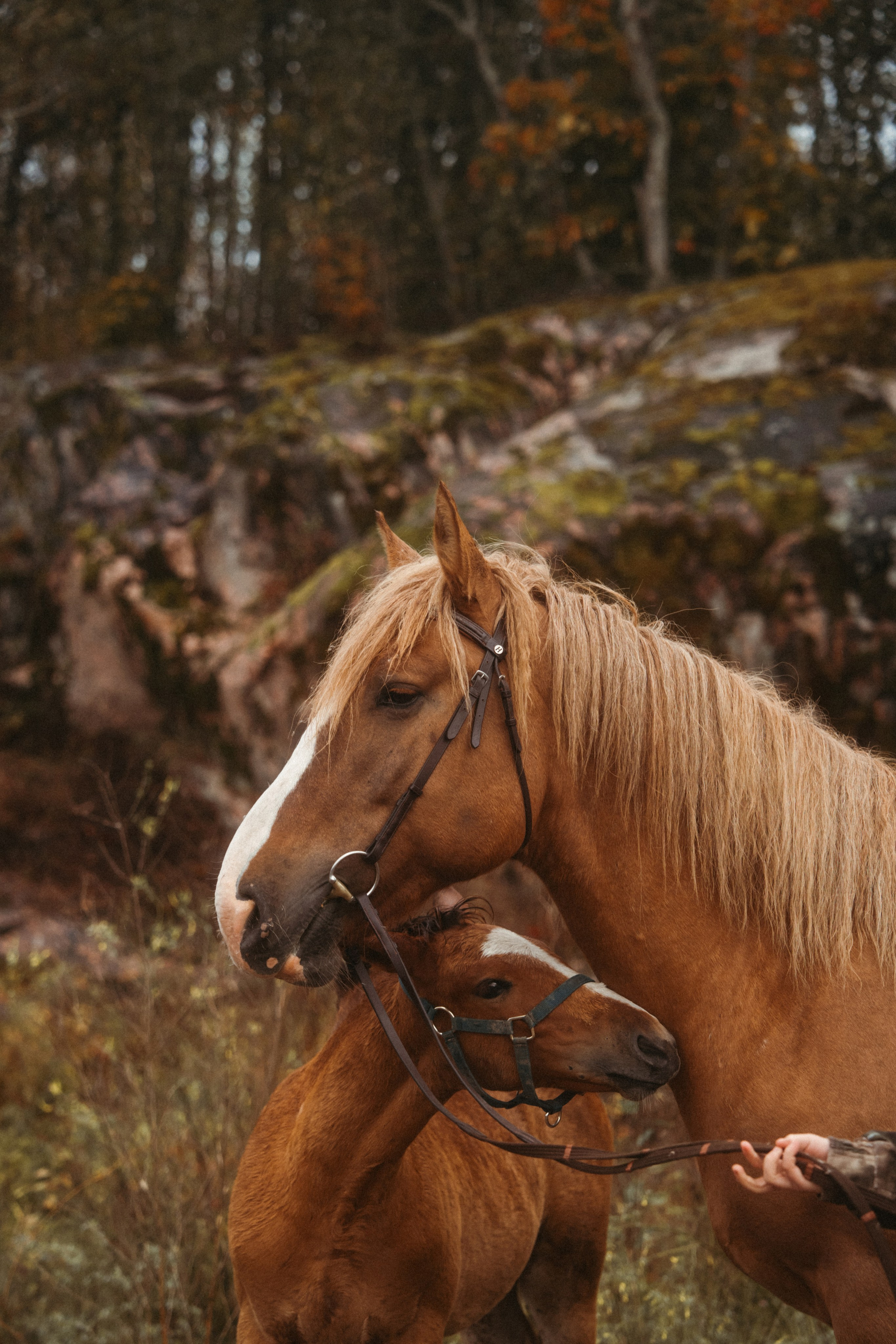 Конные. Главная