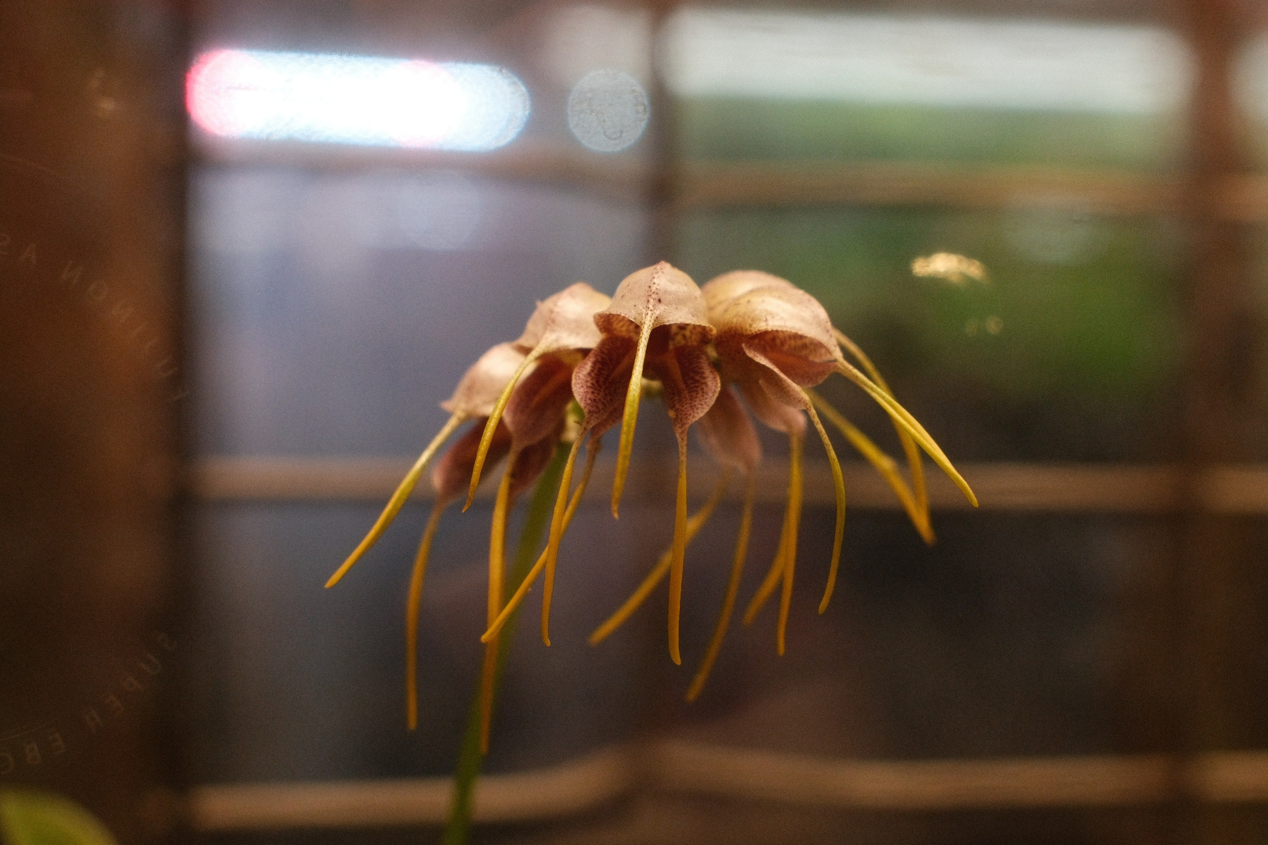 Аптекарский огород. Профессиональный фотограф в Москве Захар Ишутин