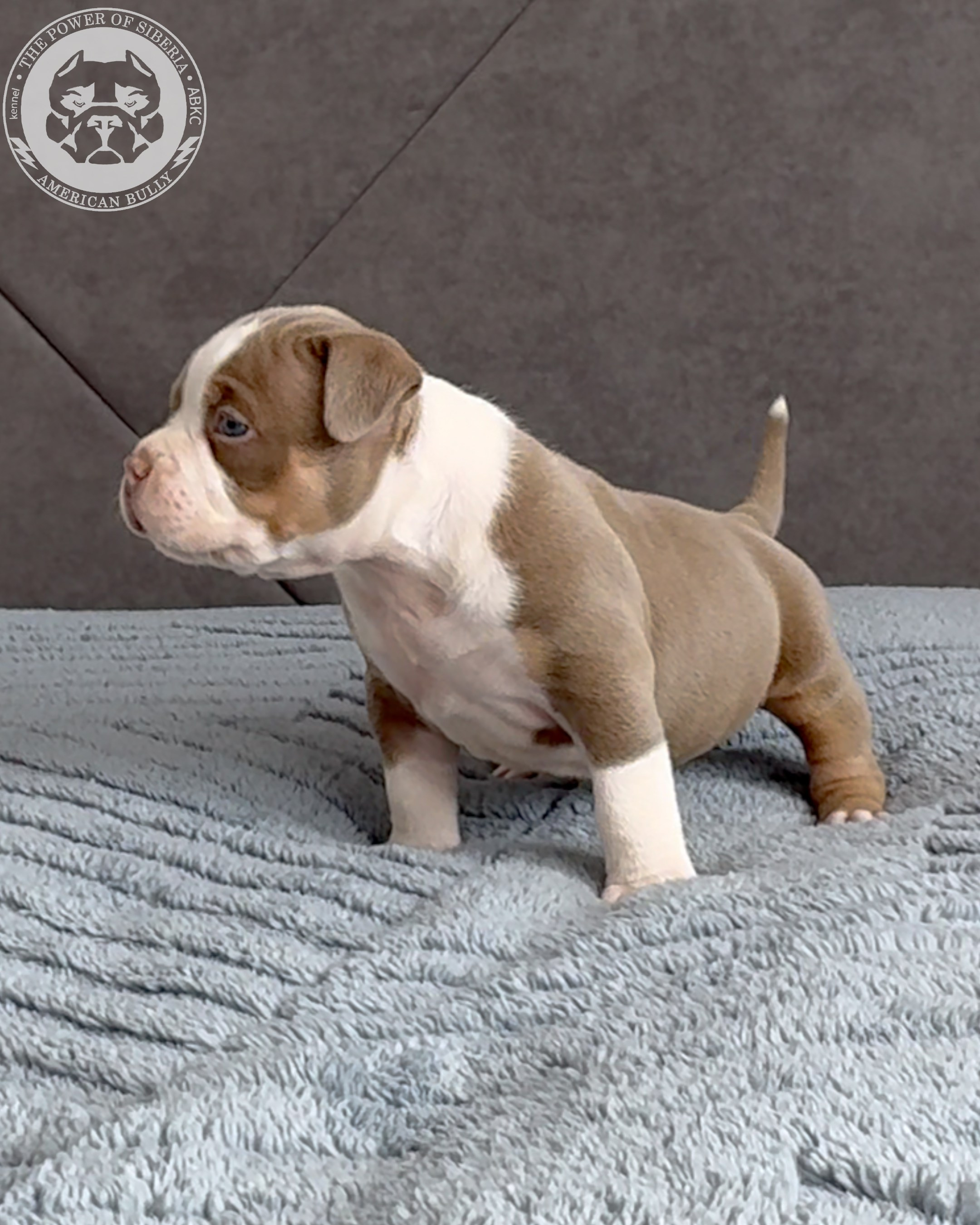 21.02.26-Мила-Турук. Американский Булли в г. Ростов-на-Дону. Питомник THE POWER OF SIBERIA