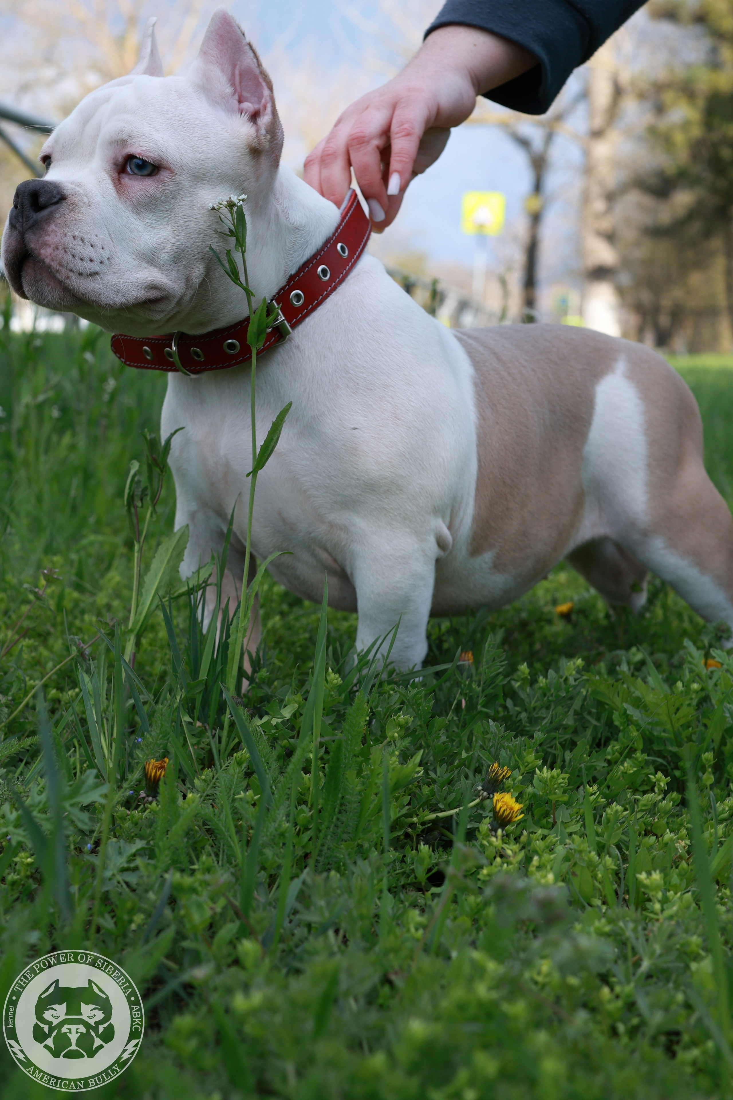 Свободные щенки Американский Булли, в типах покет, классик, стандарт. Американский Булли в г. Ростов-на-Дону. Питомник THE POWER OF SIBERIA