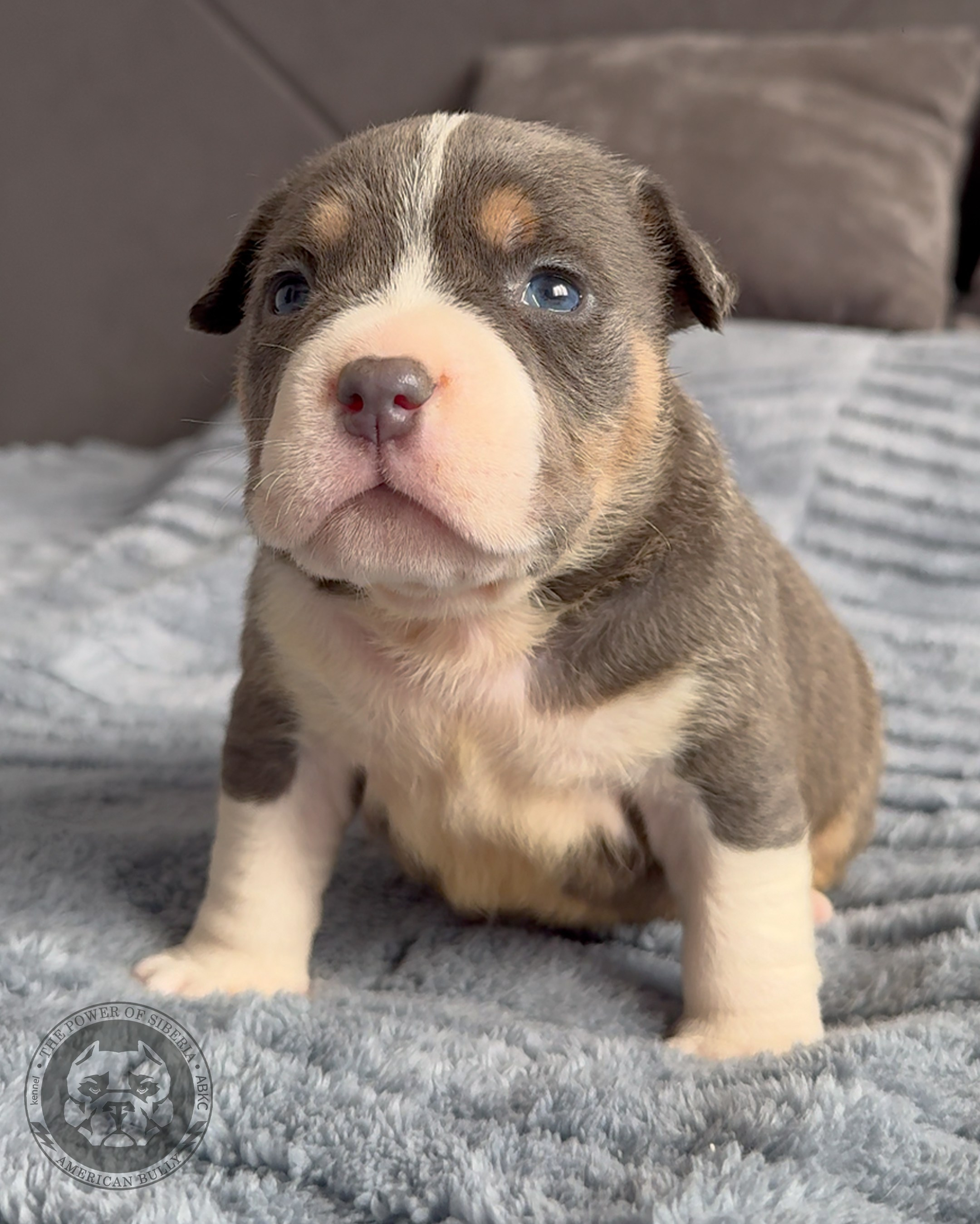 Свободные щенки Американский Булли, в типах покет, классик, стандарт. Американский Булли в г. Ростов-на-Дону. Питомник THE POWER OF SIBERIA