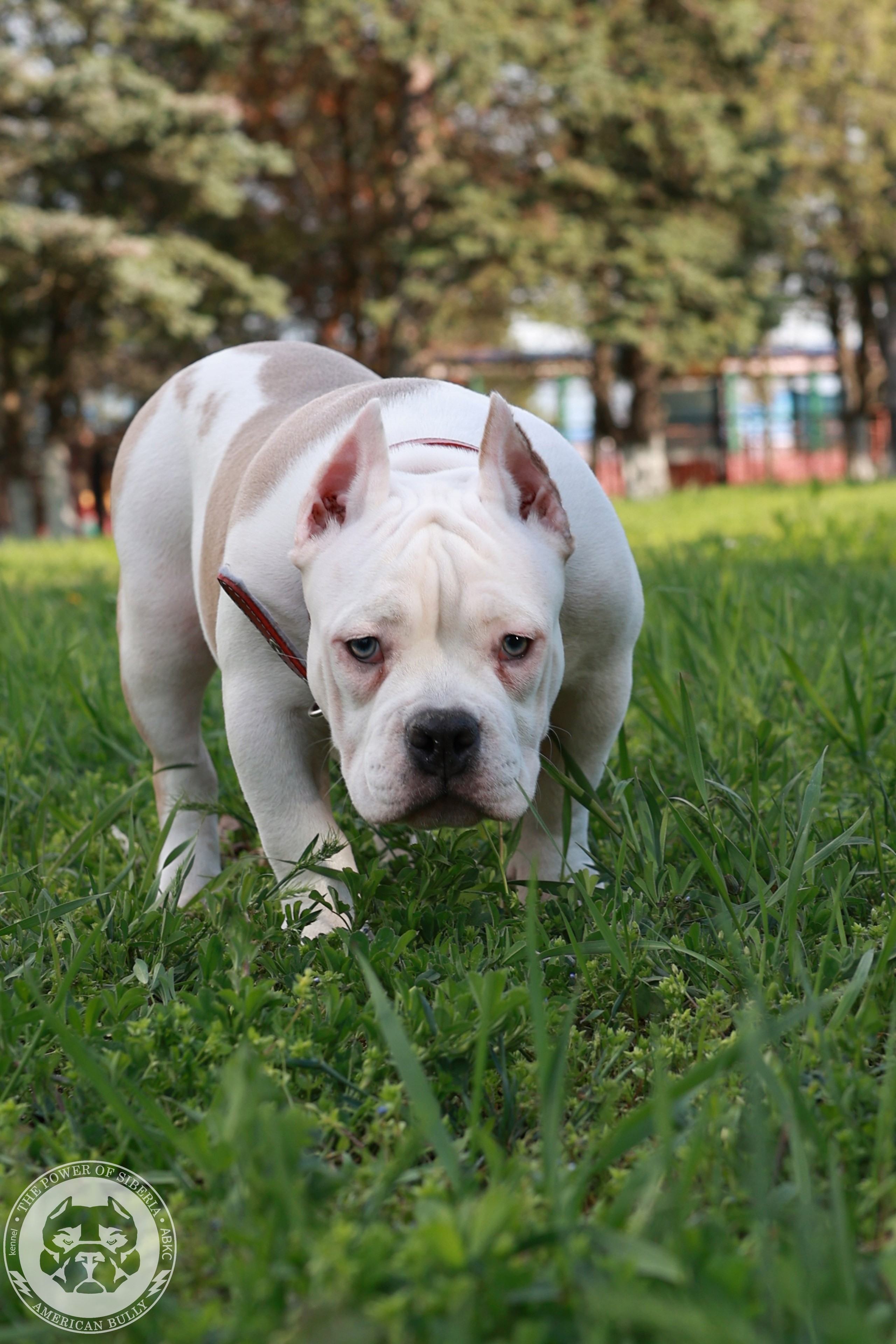 13.12.25-Мия-Турук. Американский Булли в г. Ростов-на-Дону. Питомник THE POWER OF SIBERIA