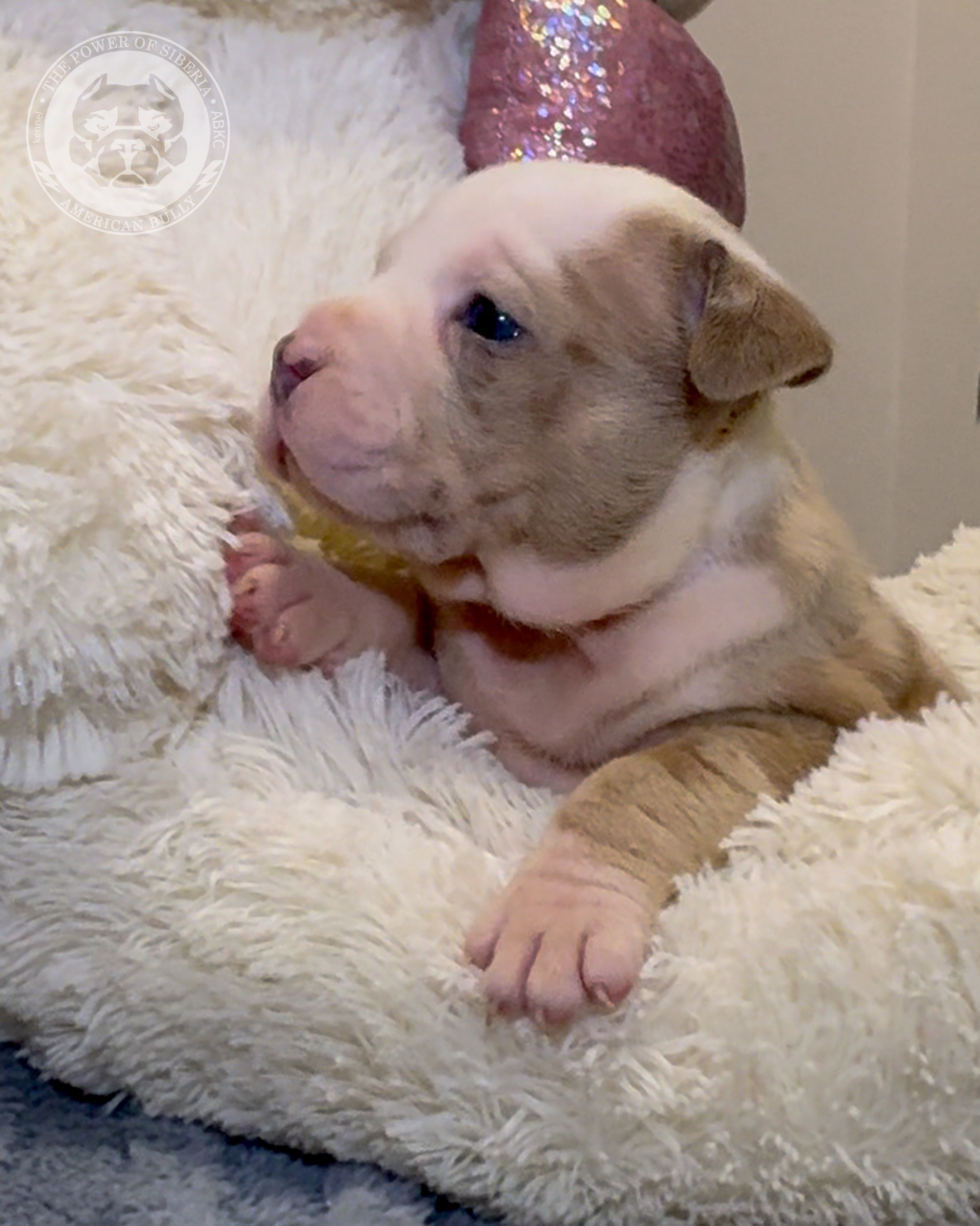Свободные щенки Американский Булли, в типах покет, классик, стандарт. Американский Булли в г. Ростов-на-Дону. Питомник THE POWER OF SIBERIA