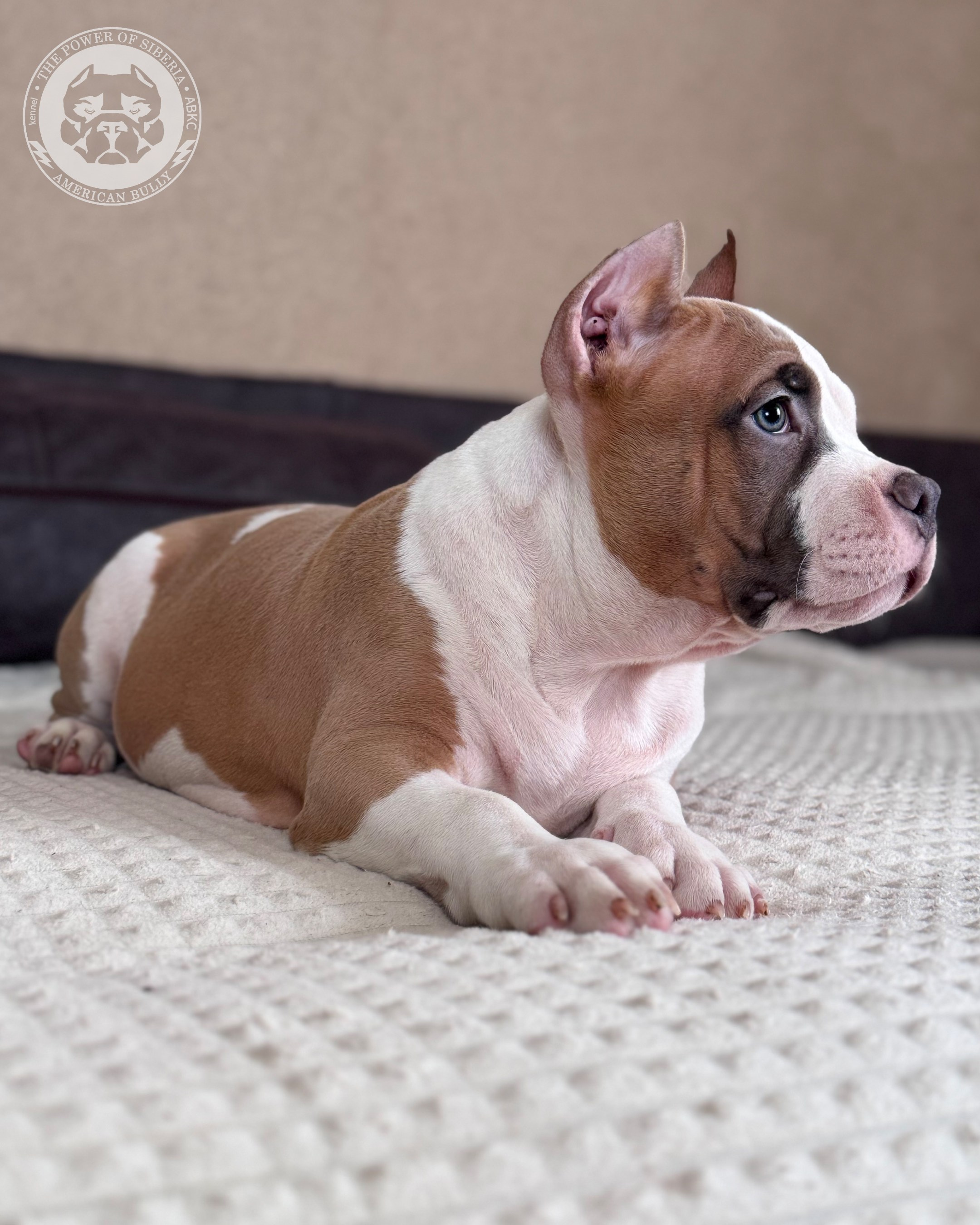 Свободные щенки Американский Булли, в типах покет, классик, стандарт. Американский Булли в г. Ростов-на-Дону. Питомник THE POWER OF SIBERIA
