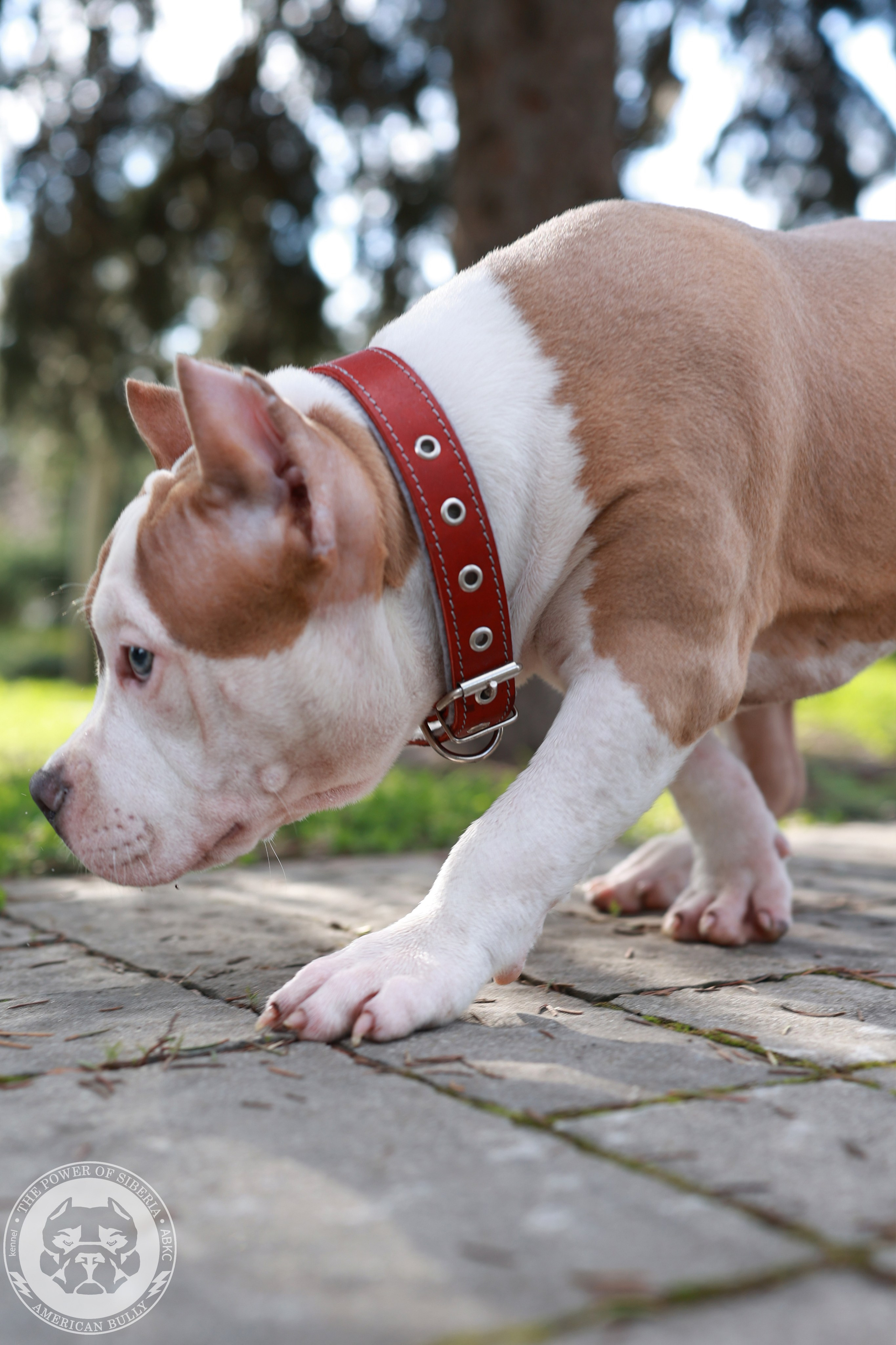 13.12.25-Мия-Турук. Американский Булли в г. Ростов-на-Дону. Питомник THE POWER OF SIBERIA