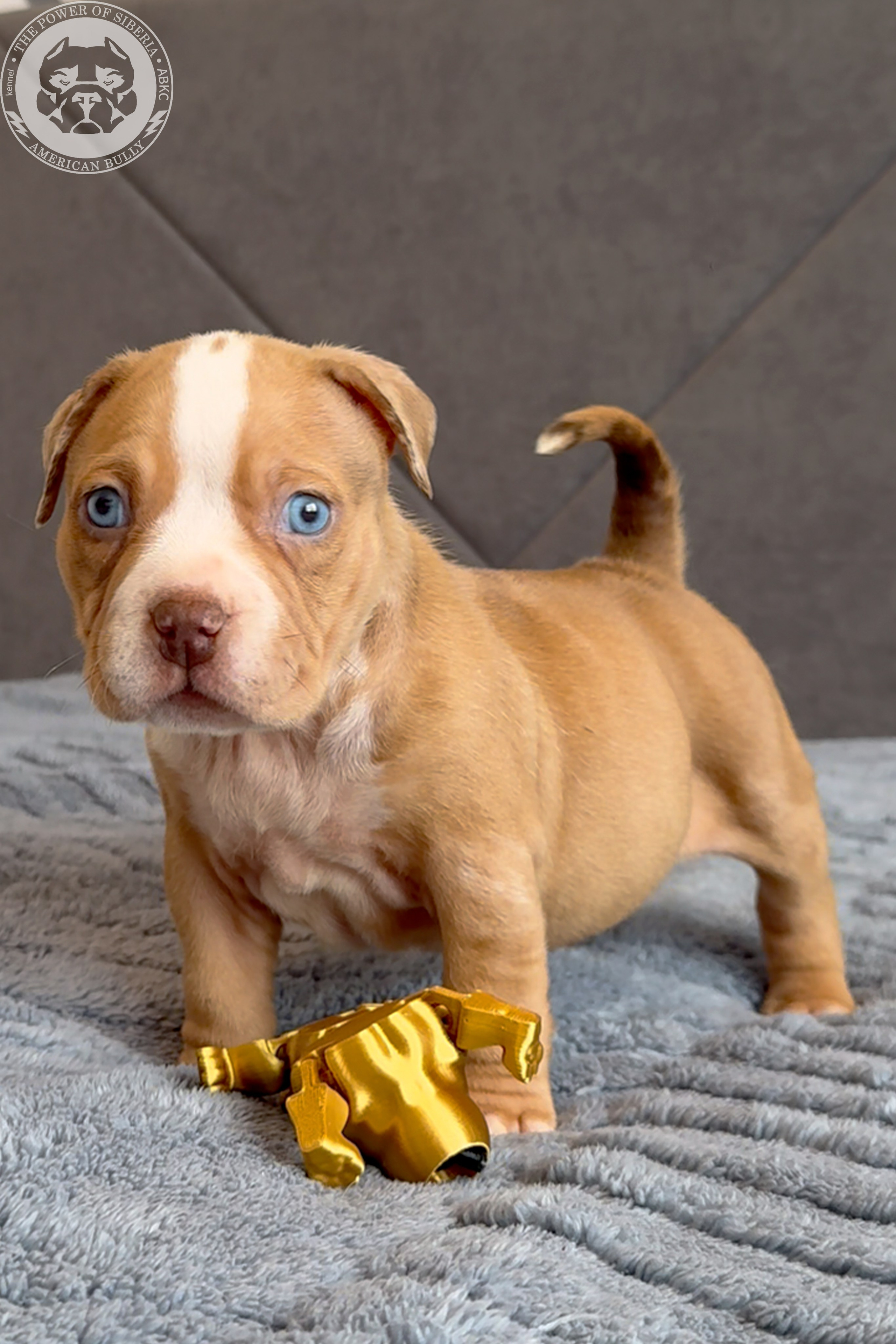 Свободные щенки Американский Булли, в типах покет, классик, стандарт. Американский Булли в г. Ростов-на-Дону. Питомник THE POWER OF SIBERIA
