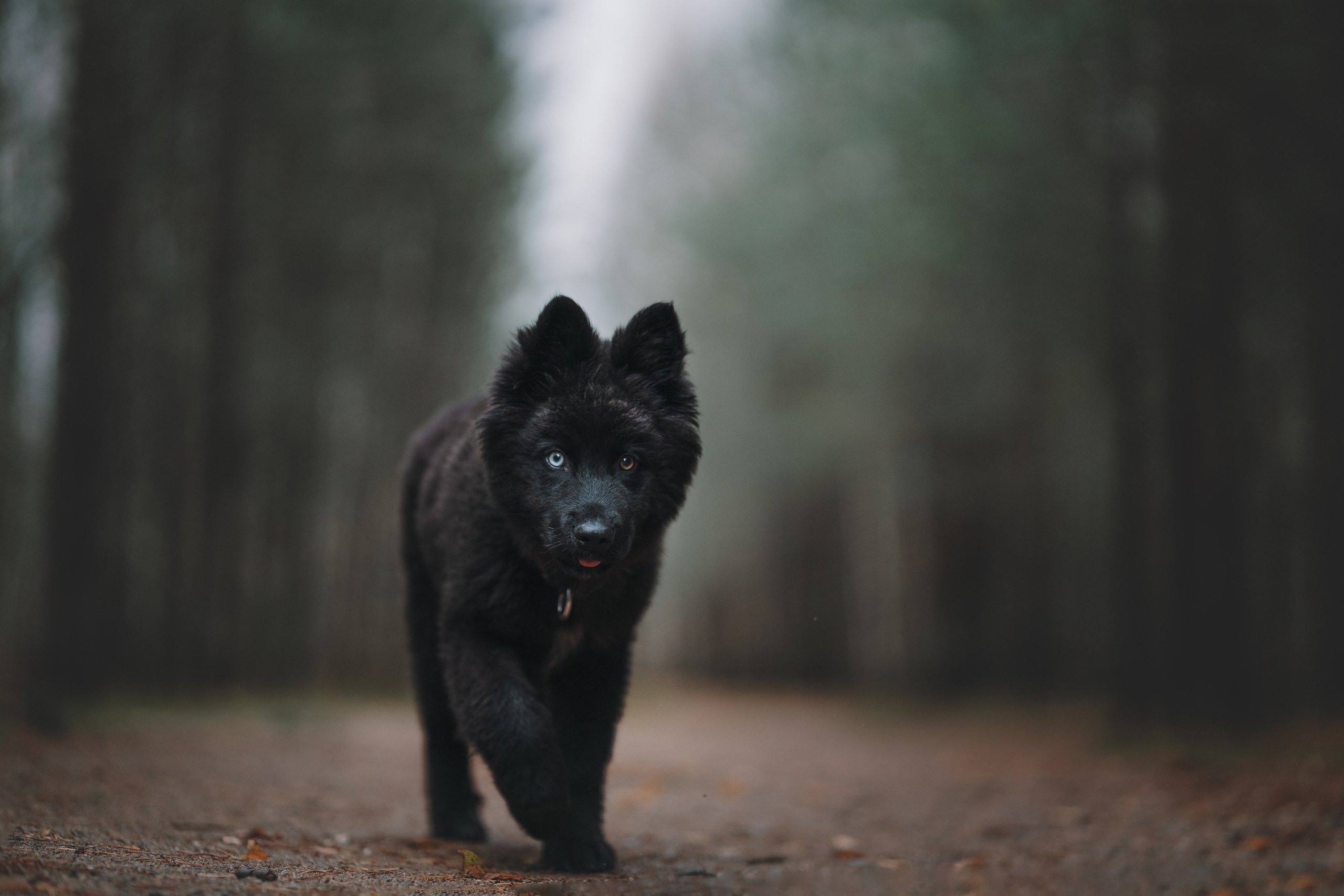 Джанго. Фотограф анималист Осипчикова Мария