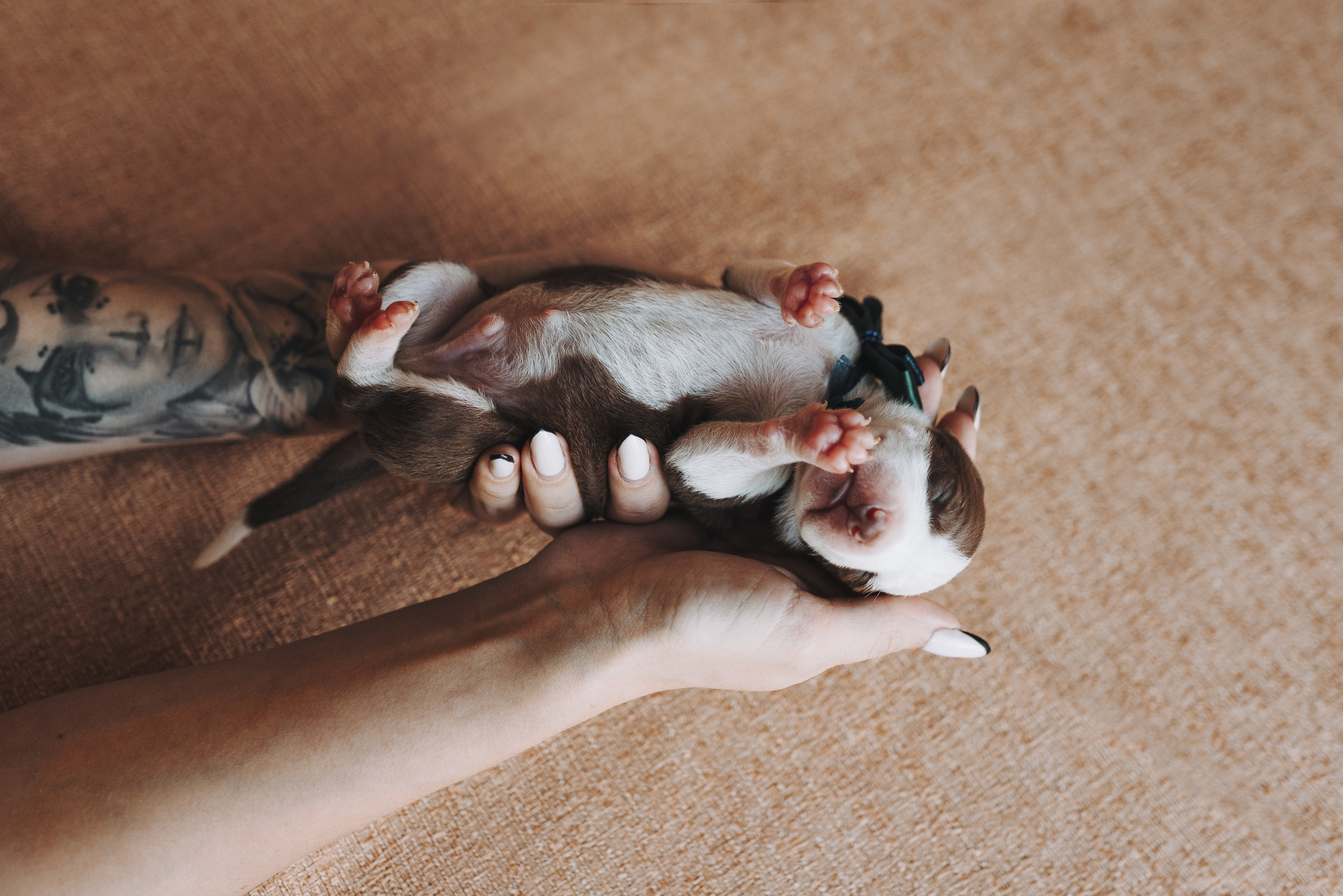 Прайтеры. Фотограф анималист Осипчикова Мария