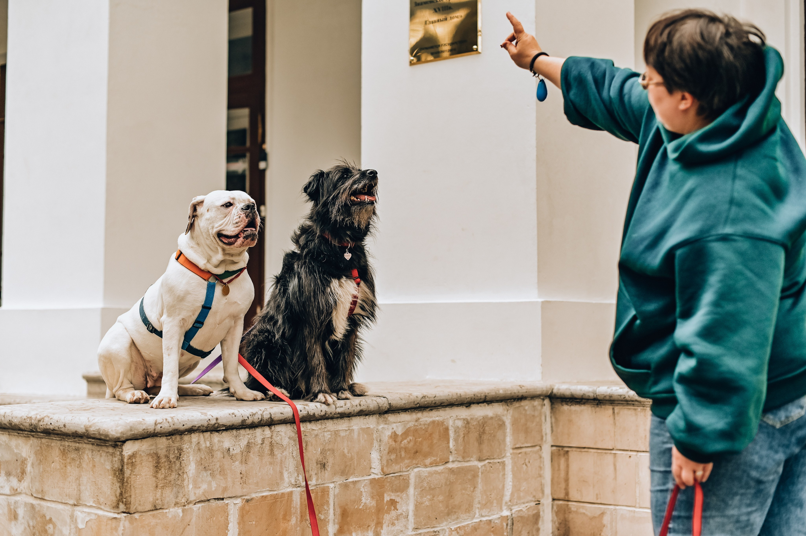 Занятие с кинологом. Семейный и репортажный фотограф в Москве Анастасия Трубкина