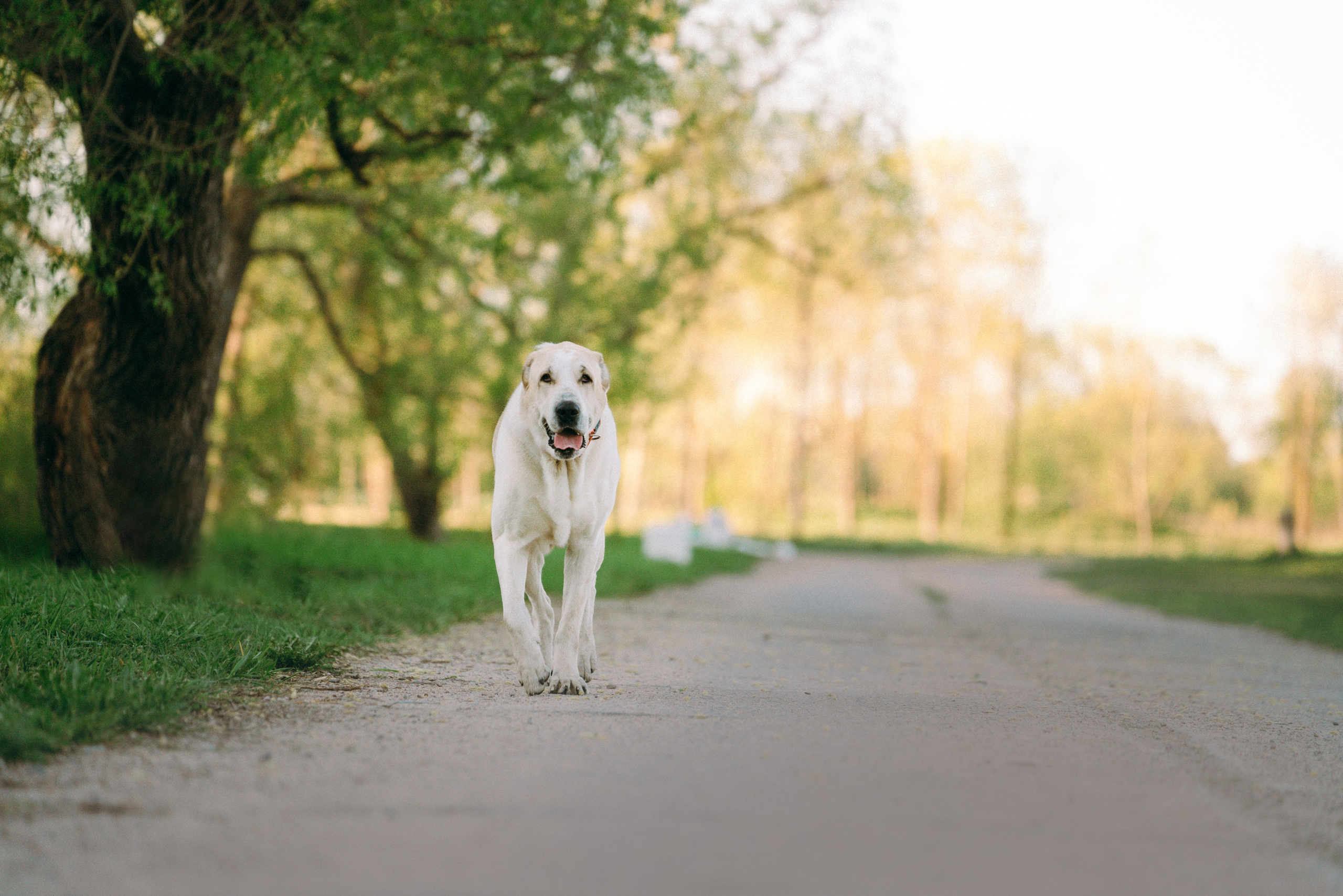 Настя и Рахат. Фотограф анималист в Москве и Санкт-Петербурге Свиридова Анна