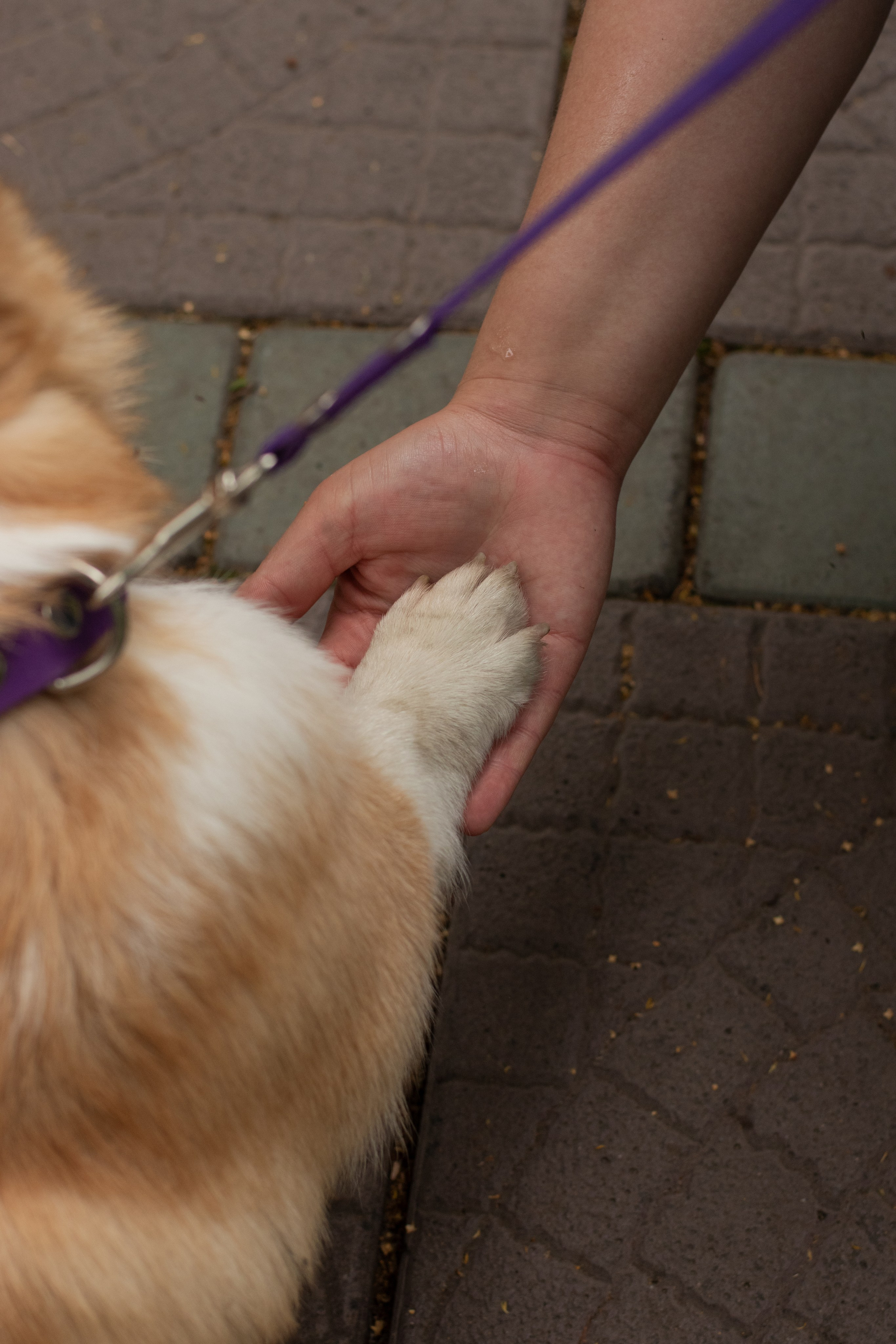 Фотосессия с домашними животными. Фотограф в Новосибирске Фальман Полина