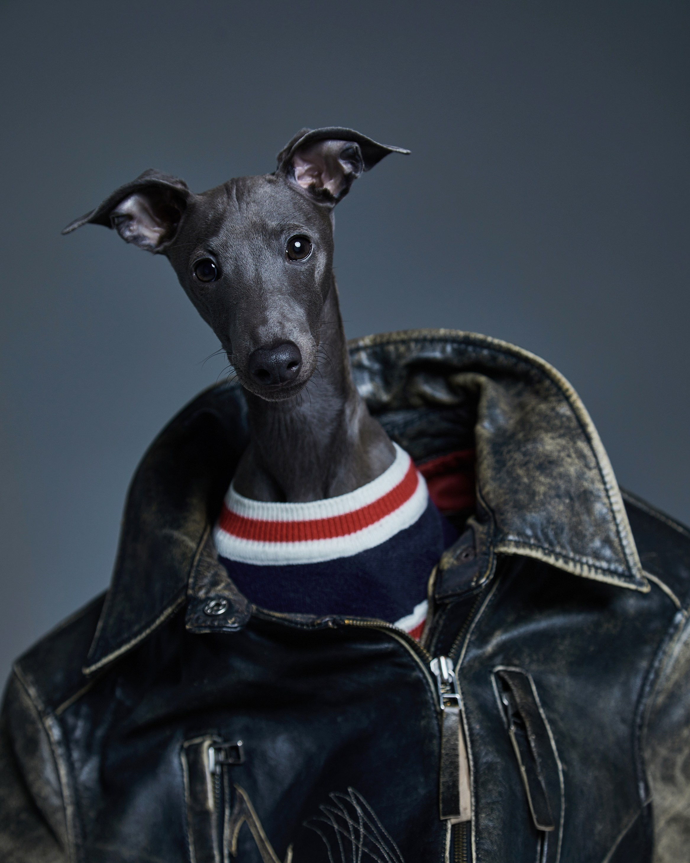 Pets Photography / Фотограф Собак