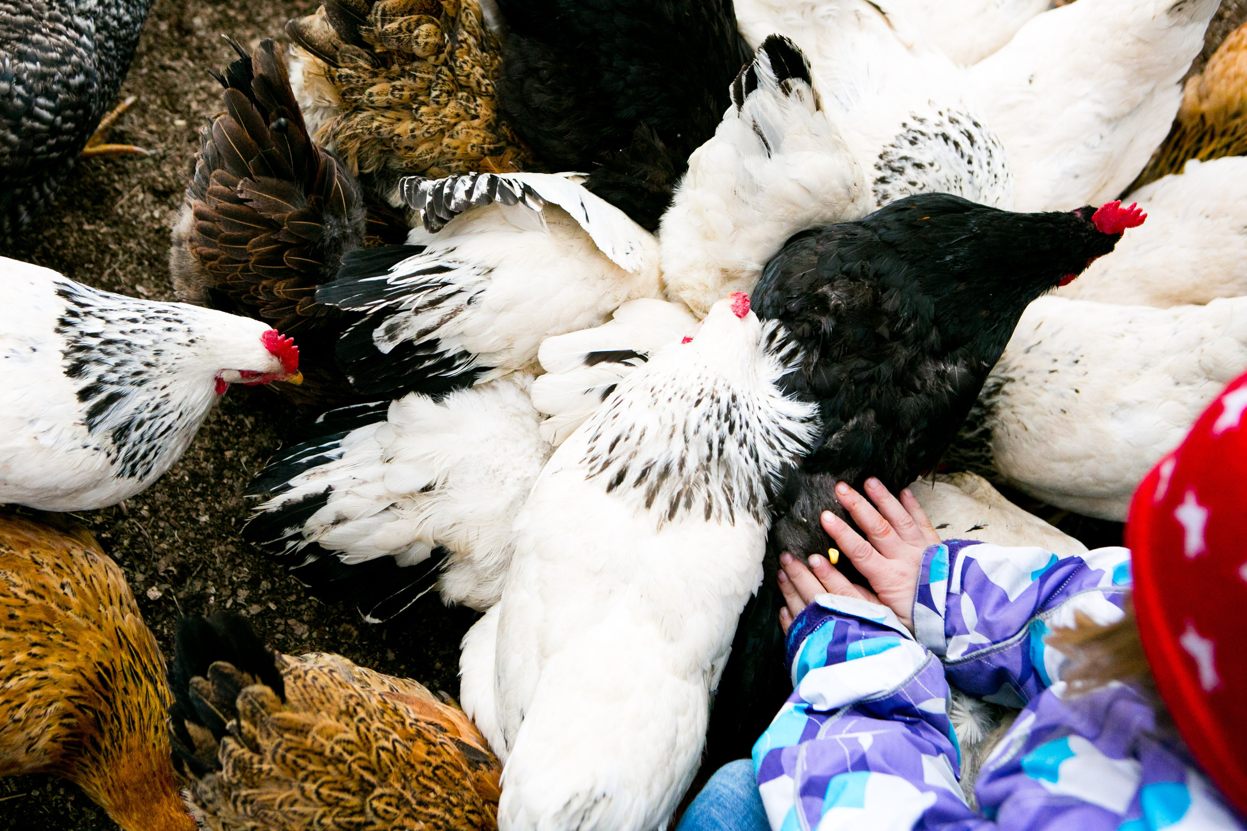 Деревенская еда «Домашние лакомста». Фотограф Красная Поляна — Сочи — Москва