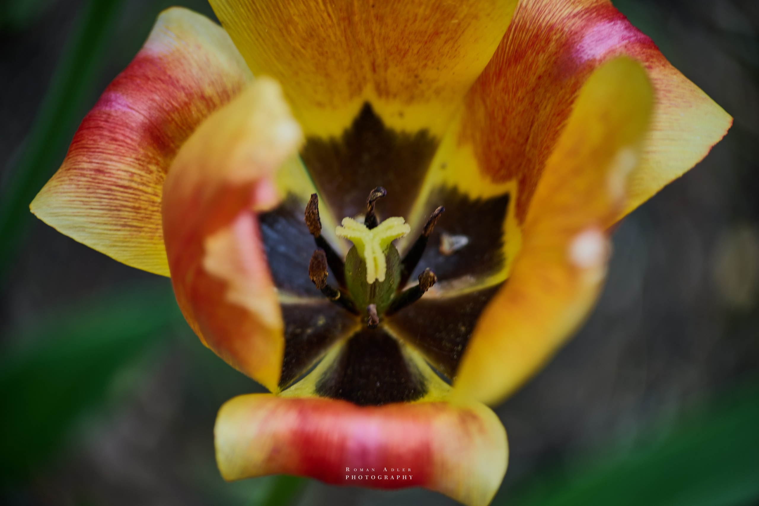 Фотографии весенних цветов. Фотограф Роман Адлер. Фотограф Роман Адлер