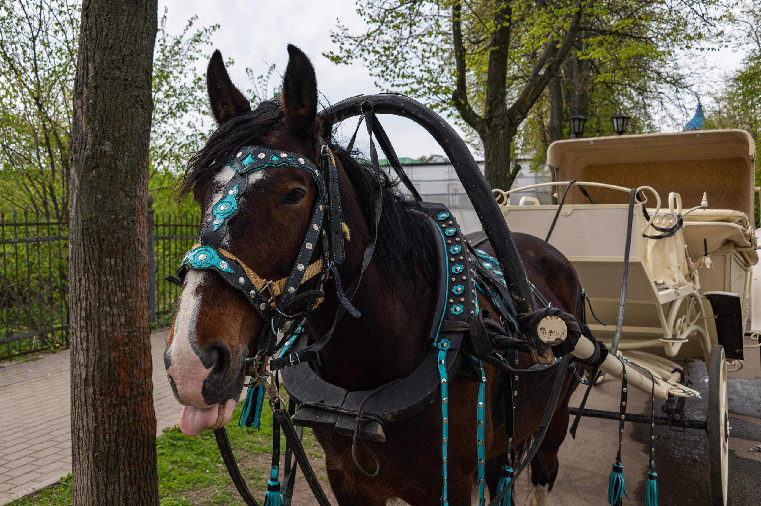 Суздаль. Май 2023. Фотограф Роман Адлер