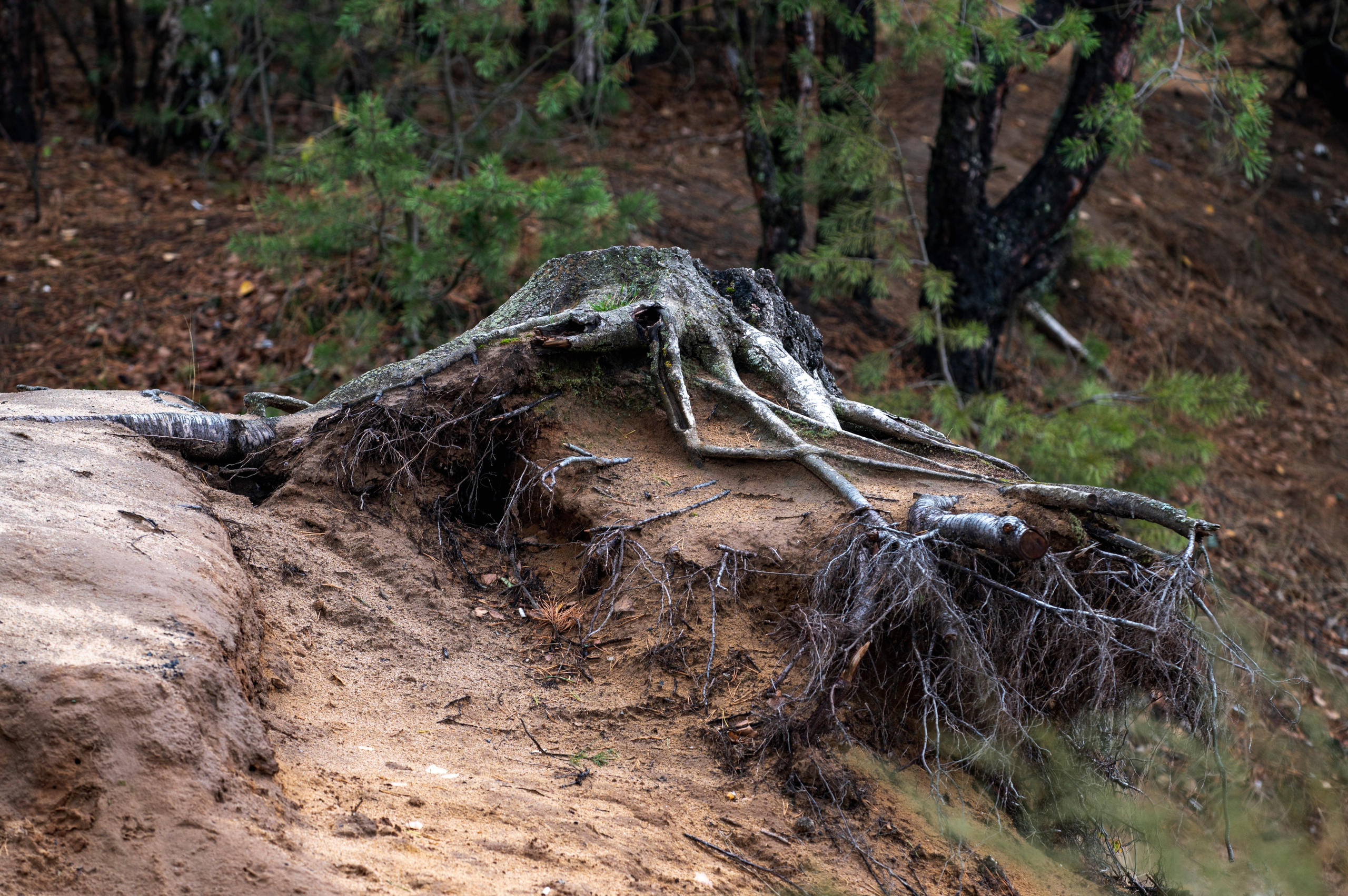 Фотопрогулка ДР. Фотограф Роман Адлер