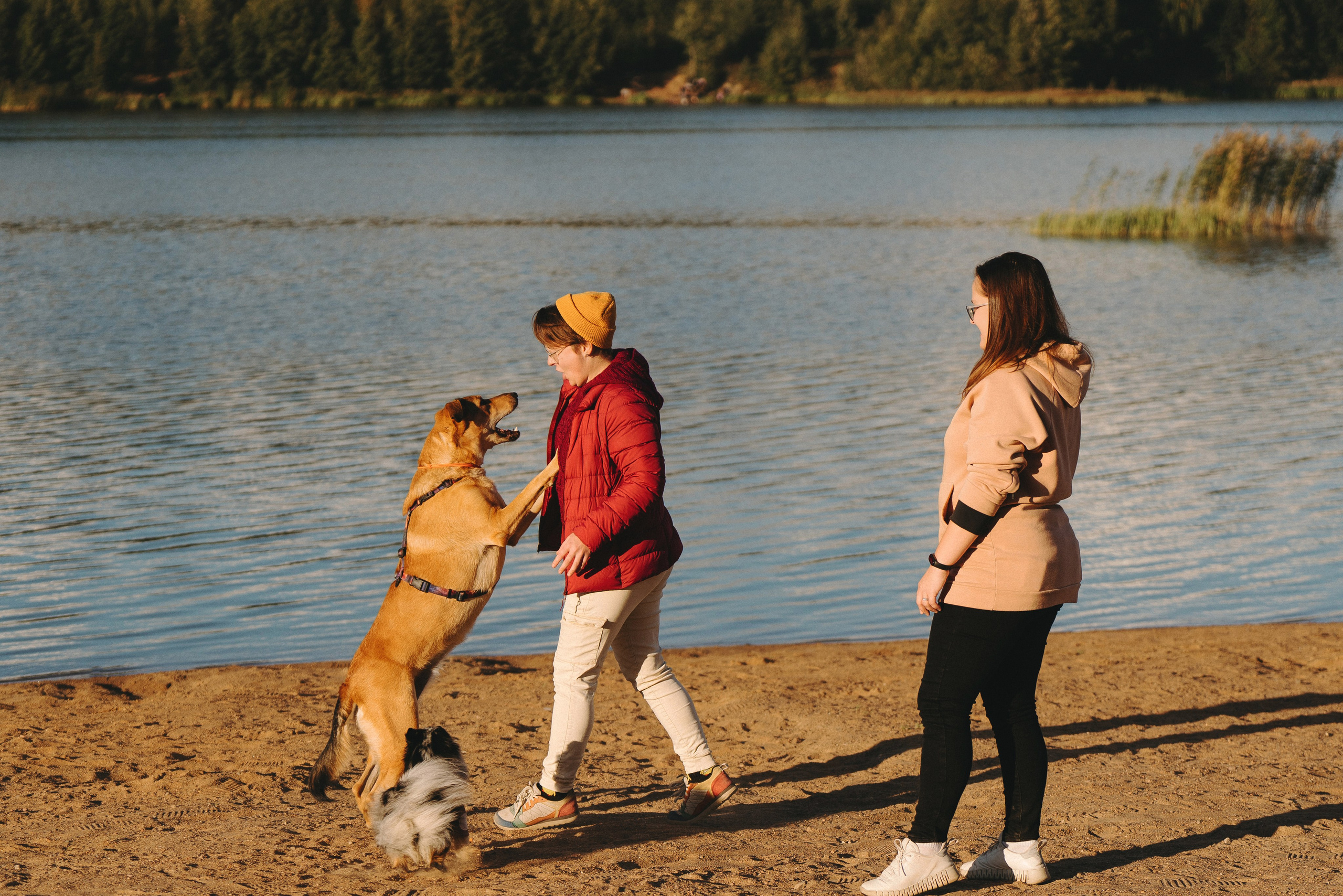 Семейная фотосессия с двумя собаками на закате. Фотограф анималист в Спб недорого Олеся Майорова