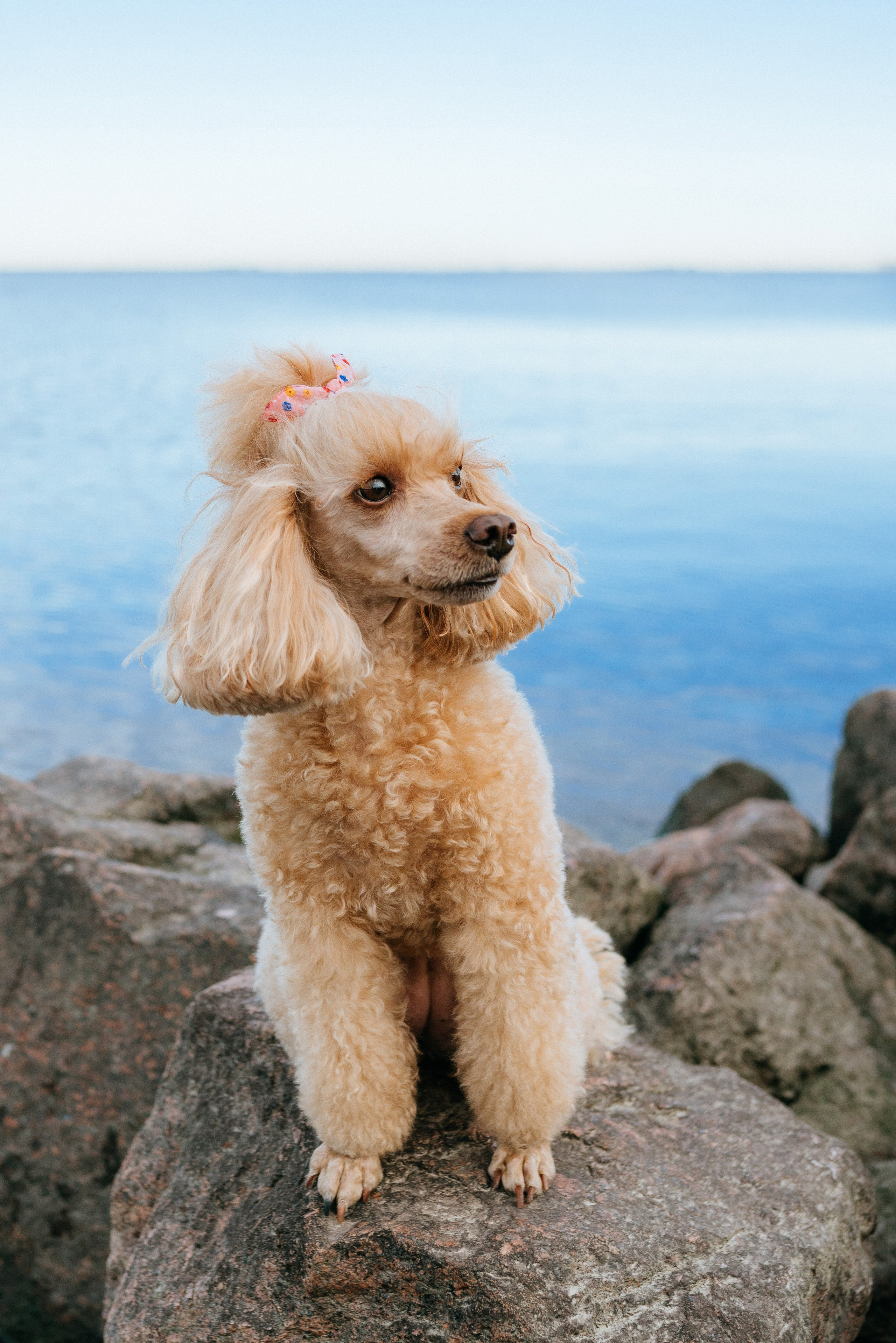 Фотосессия с собакой на пляже. Фотограф анималист в Спб недорого Олеся Майорова