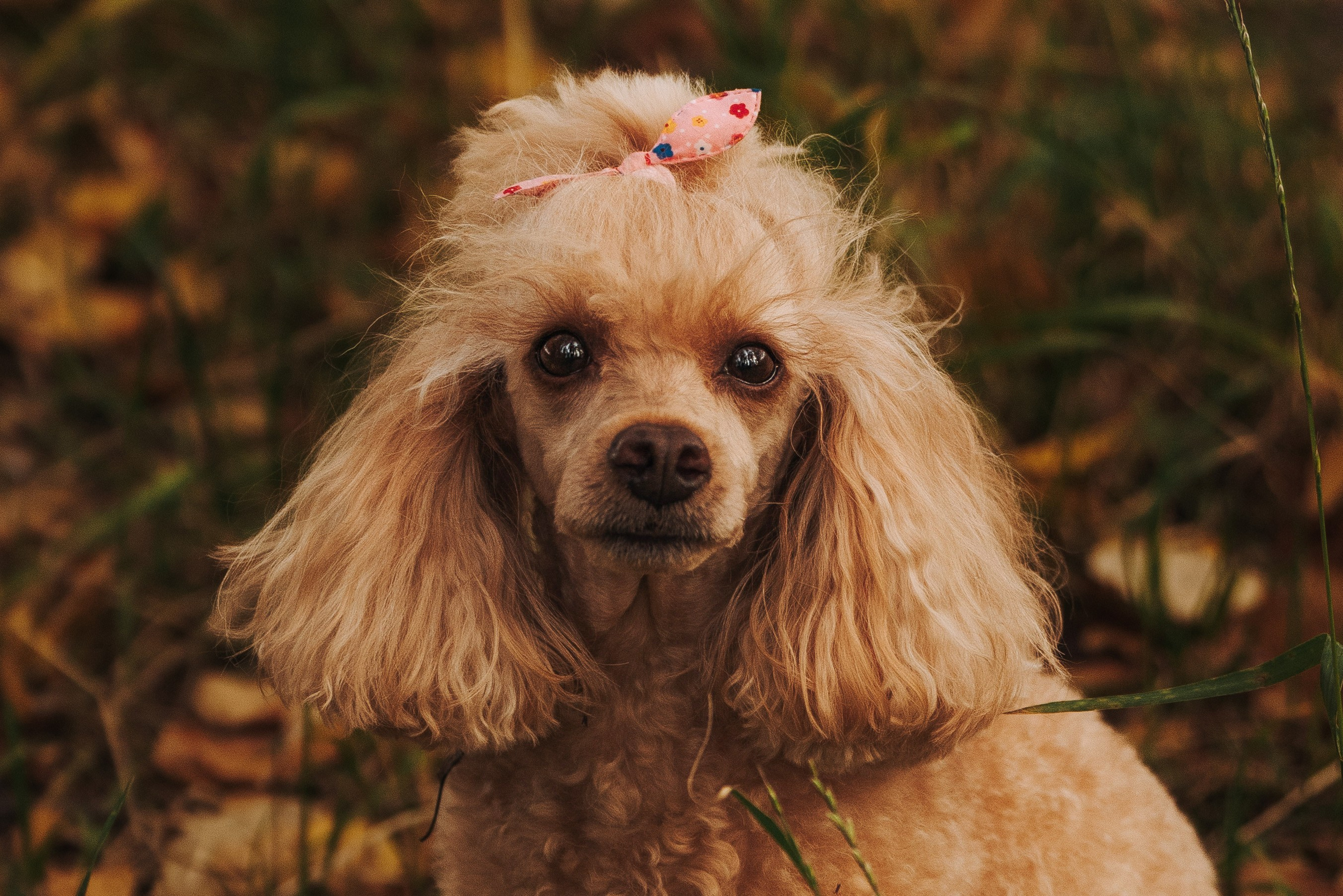 Фотосессия с собакой на пляже. Фотограф анималист в Спб недорого Олеся Майорова