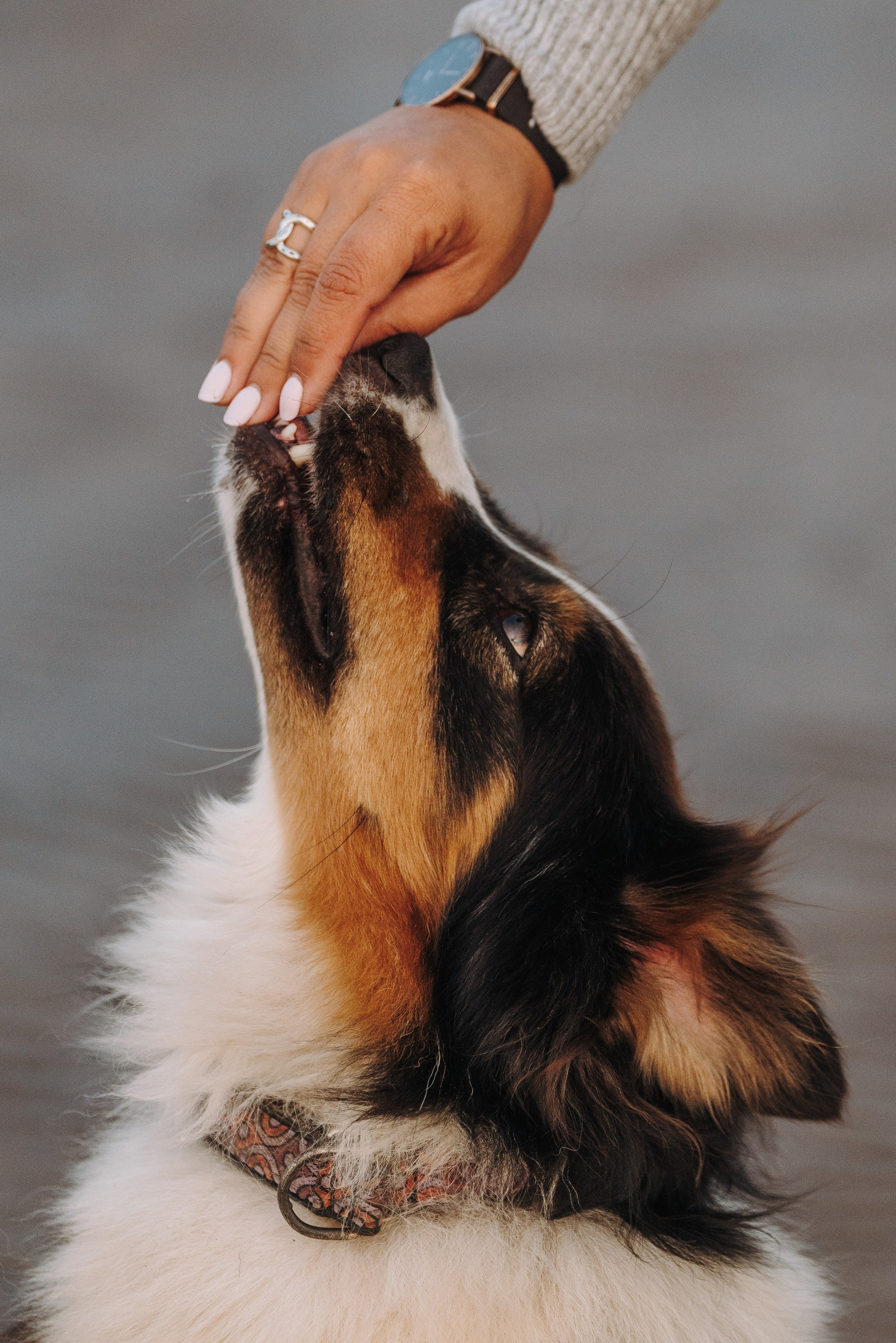 Фотограф анималист в Спб. Фотограф анималист в Спб недорого Олеся Майорова