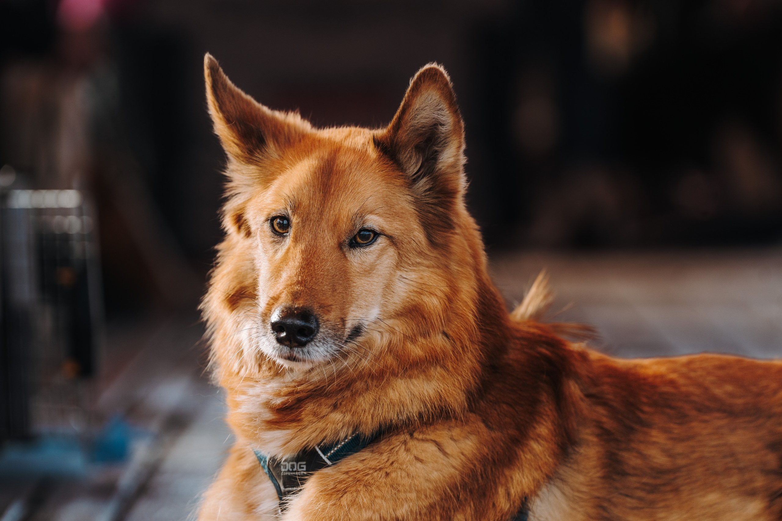 Соревнования по ноузворку в Лосево. Фотограф анималист в Спб недорого Олеся Майорова