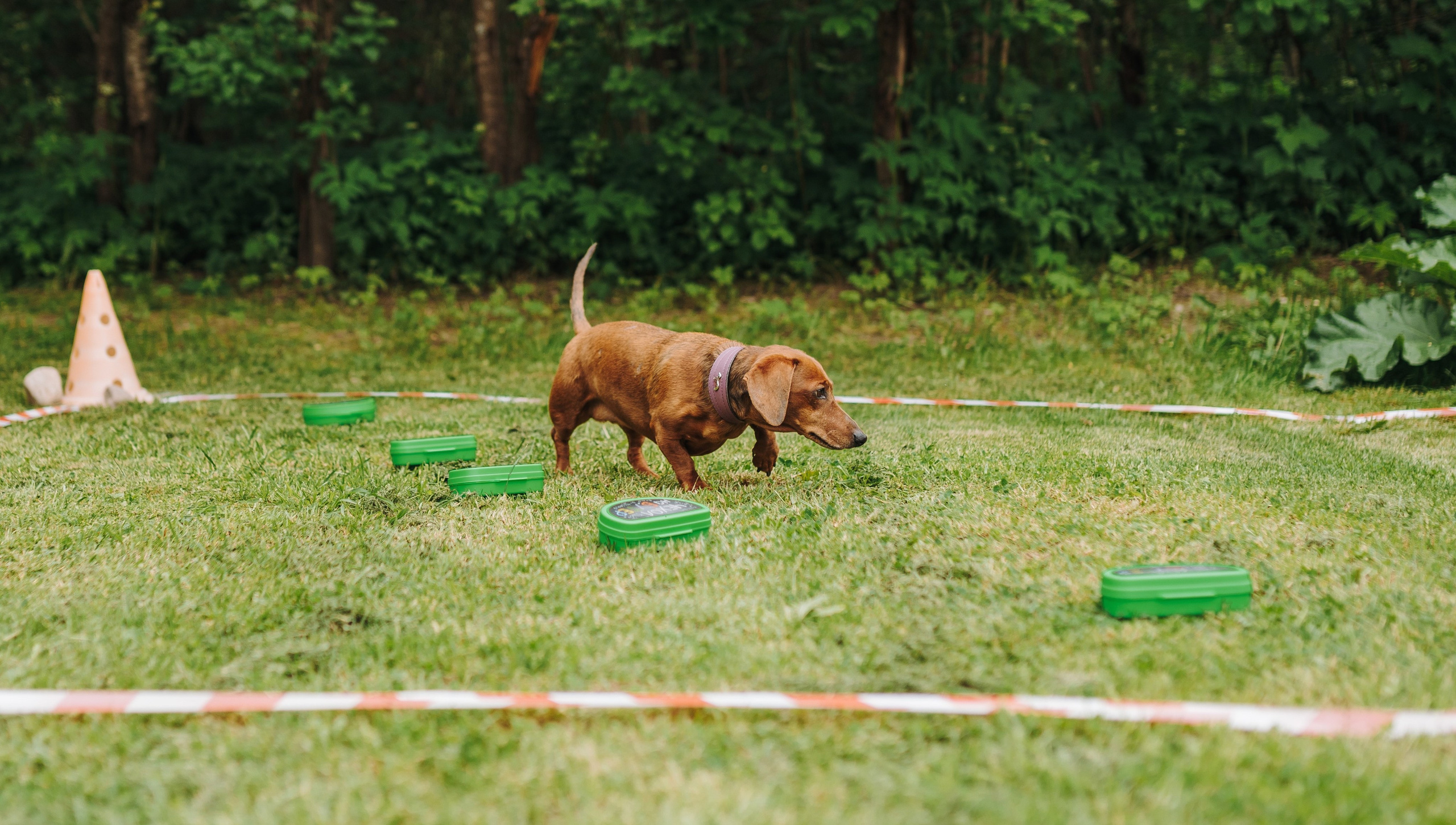 Соревнования по ноузворку. Фотограф анималист в Спб недорого Олеся Майорова