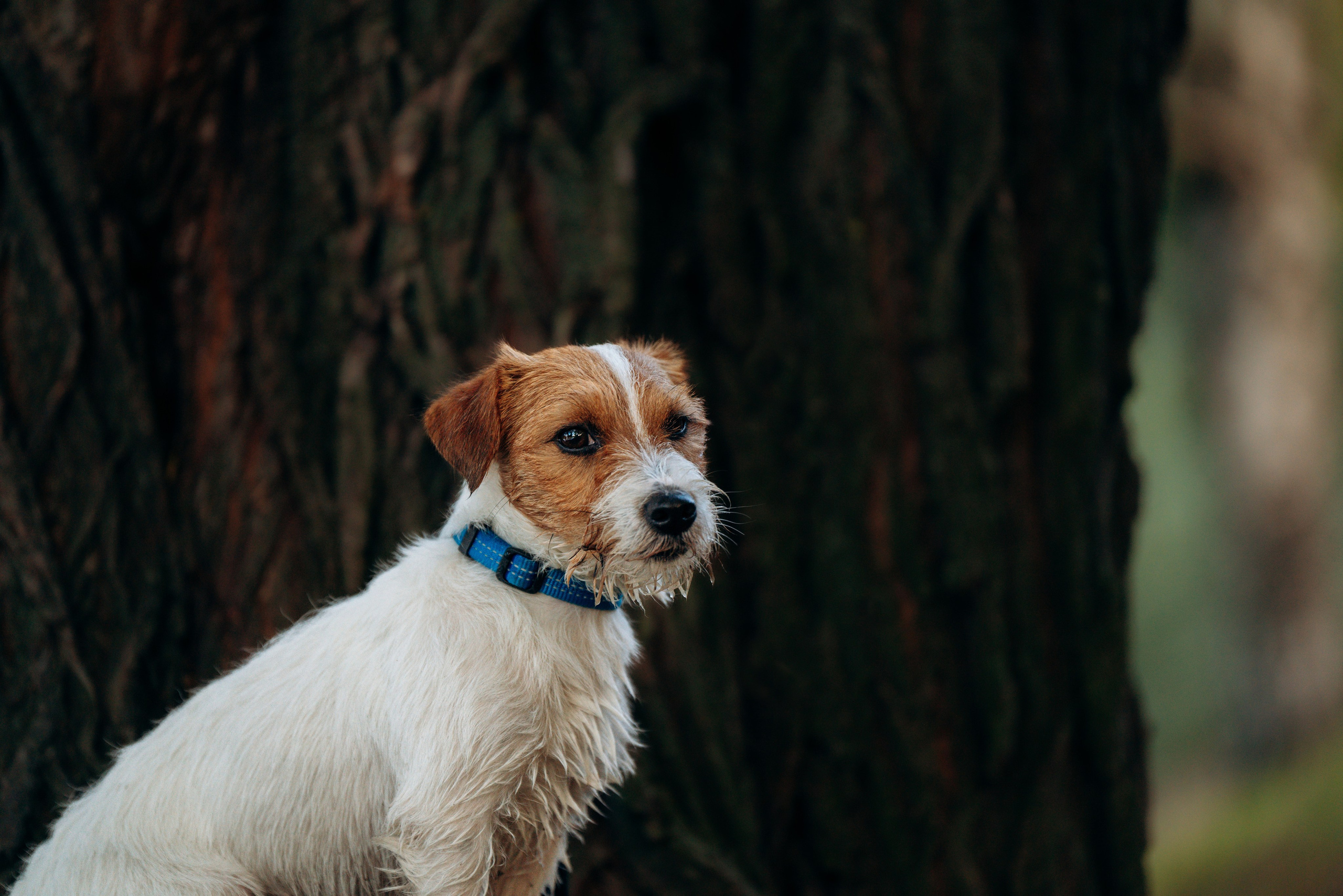 Фотосессия с маленькой собакой Спб. Фотограф анималист в Спб недорого Олеся Майорова