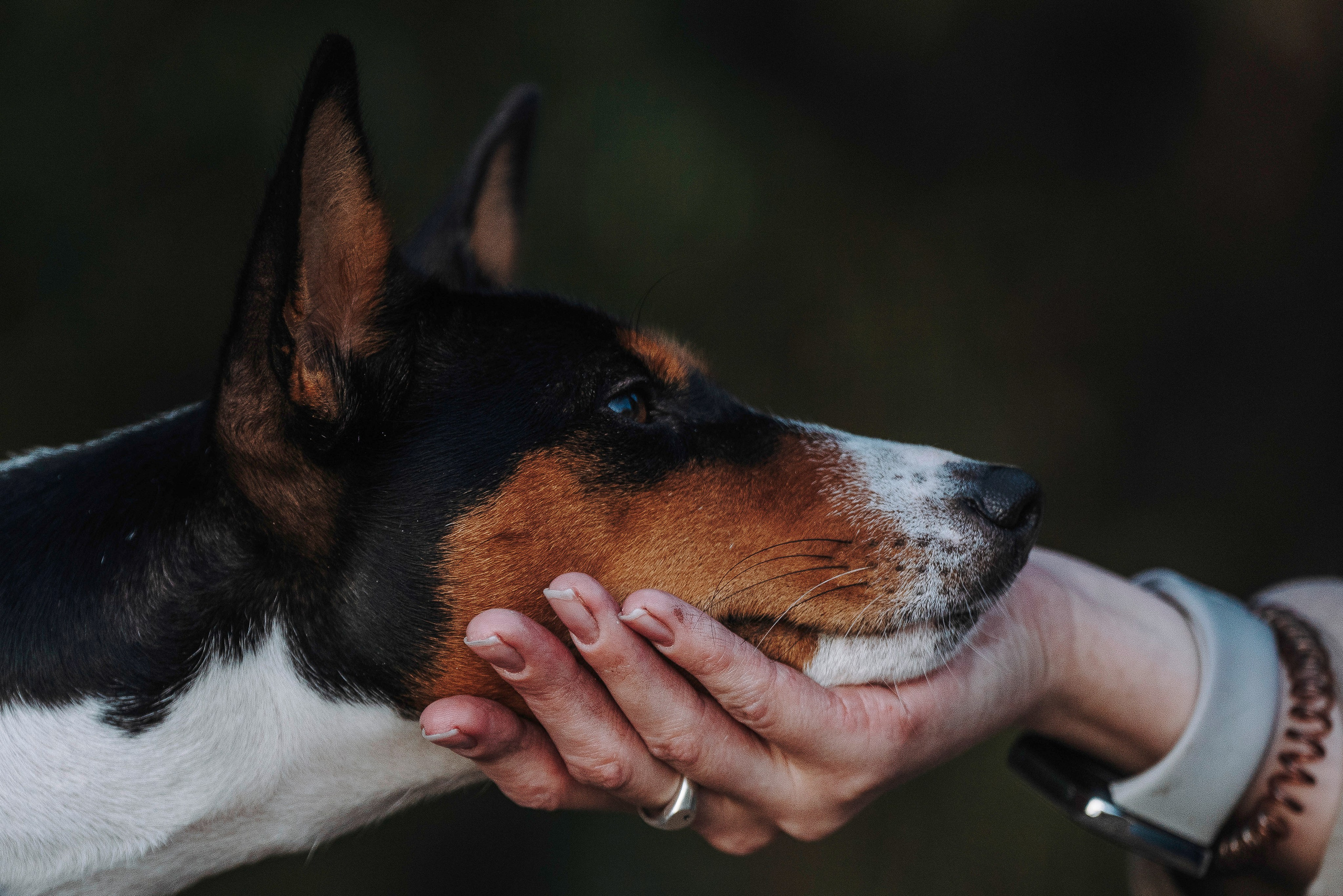 Екатерина и Дива. Фотограф анималист в Спб недорого Олеся Майорова
