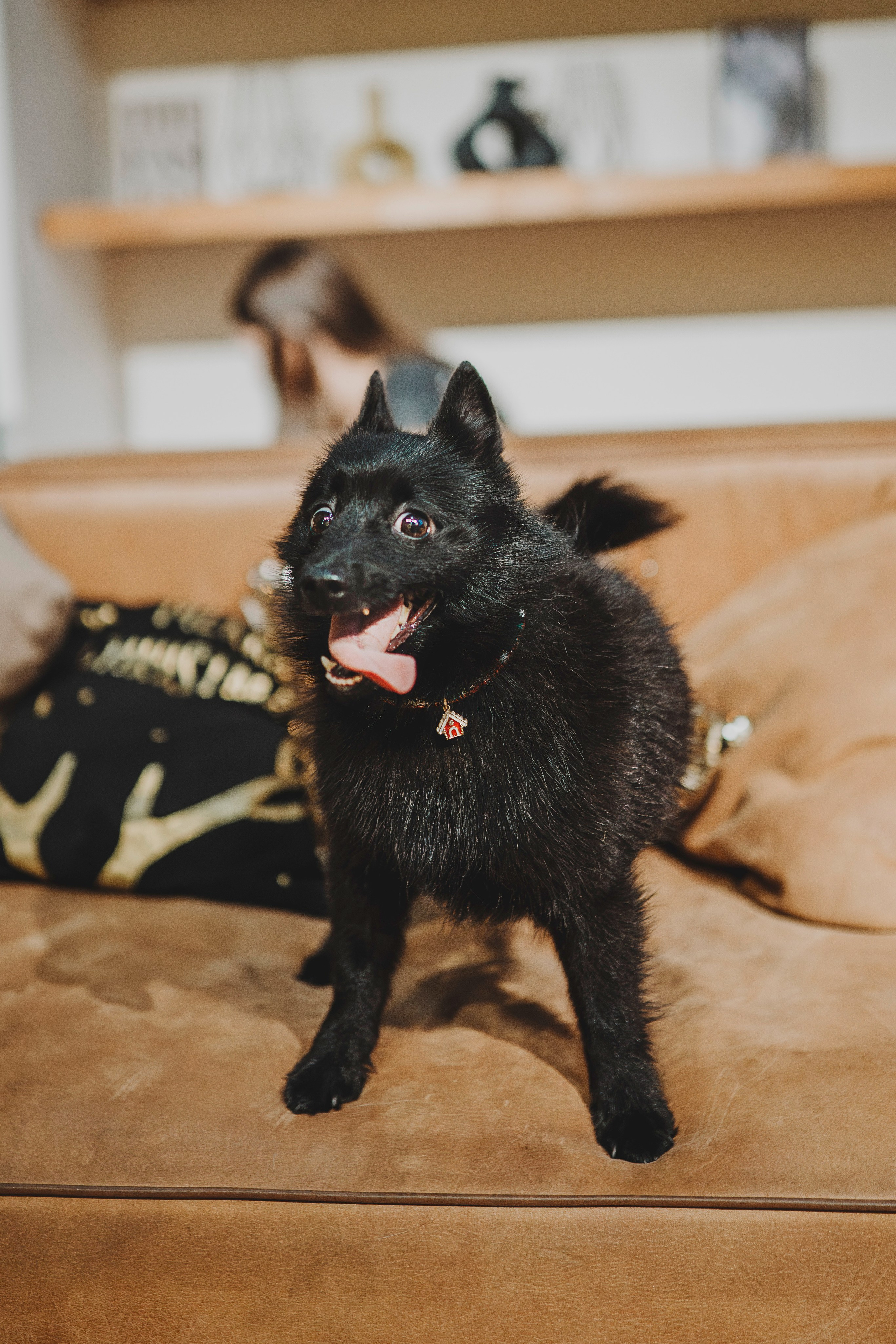 Аня, Андуин и Тесс. Фотограф анималист в Спб недорого Олеся Майорова