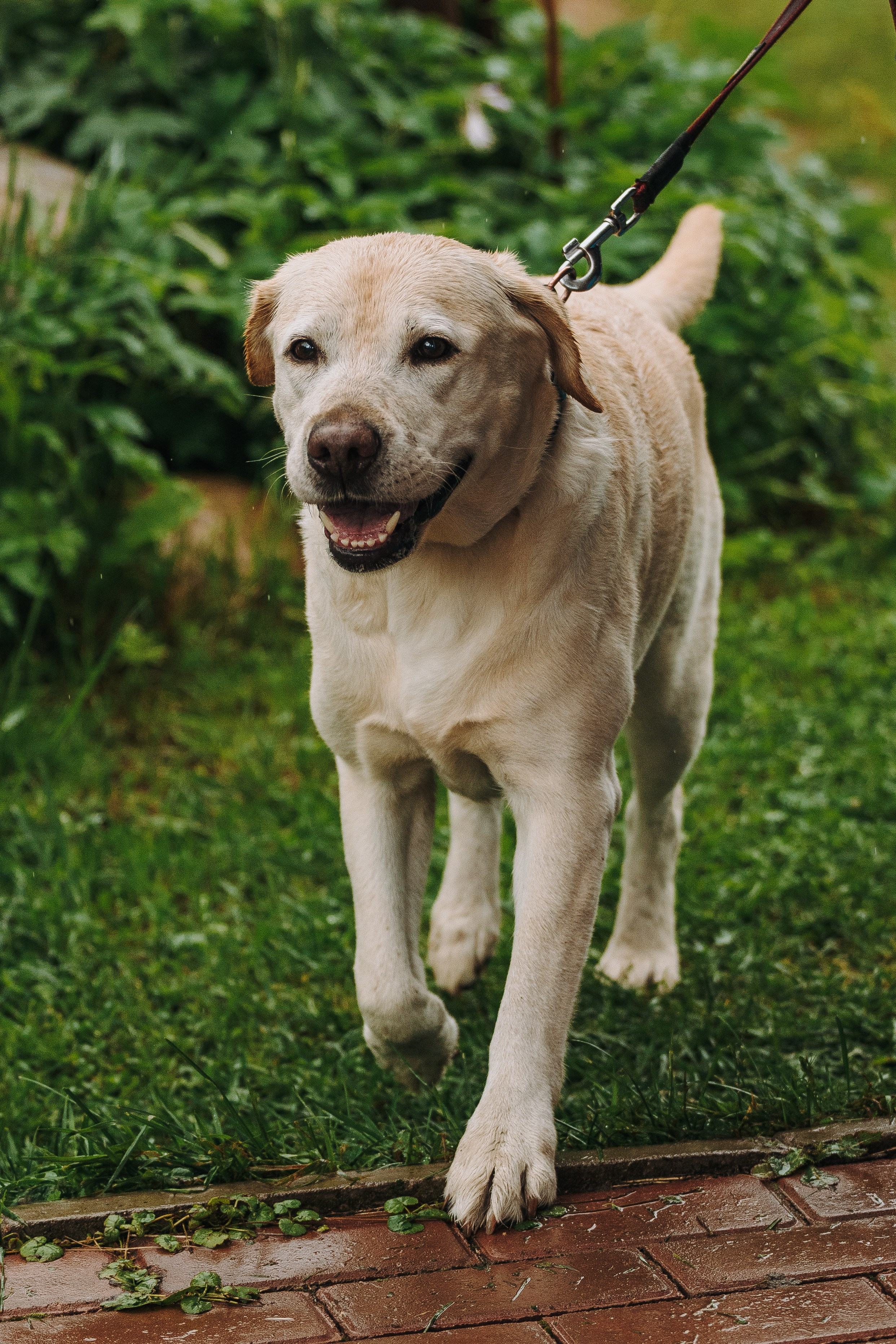Соревнования по ноузворку в Новожилово. Фотограф анималист в Спб недорого Олеся Майорова