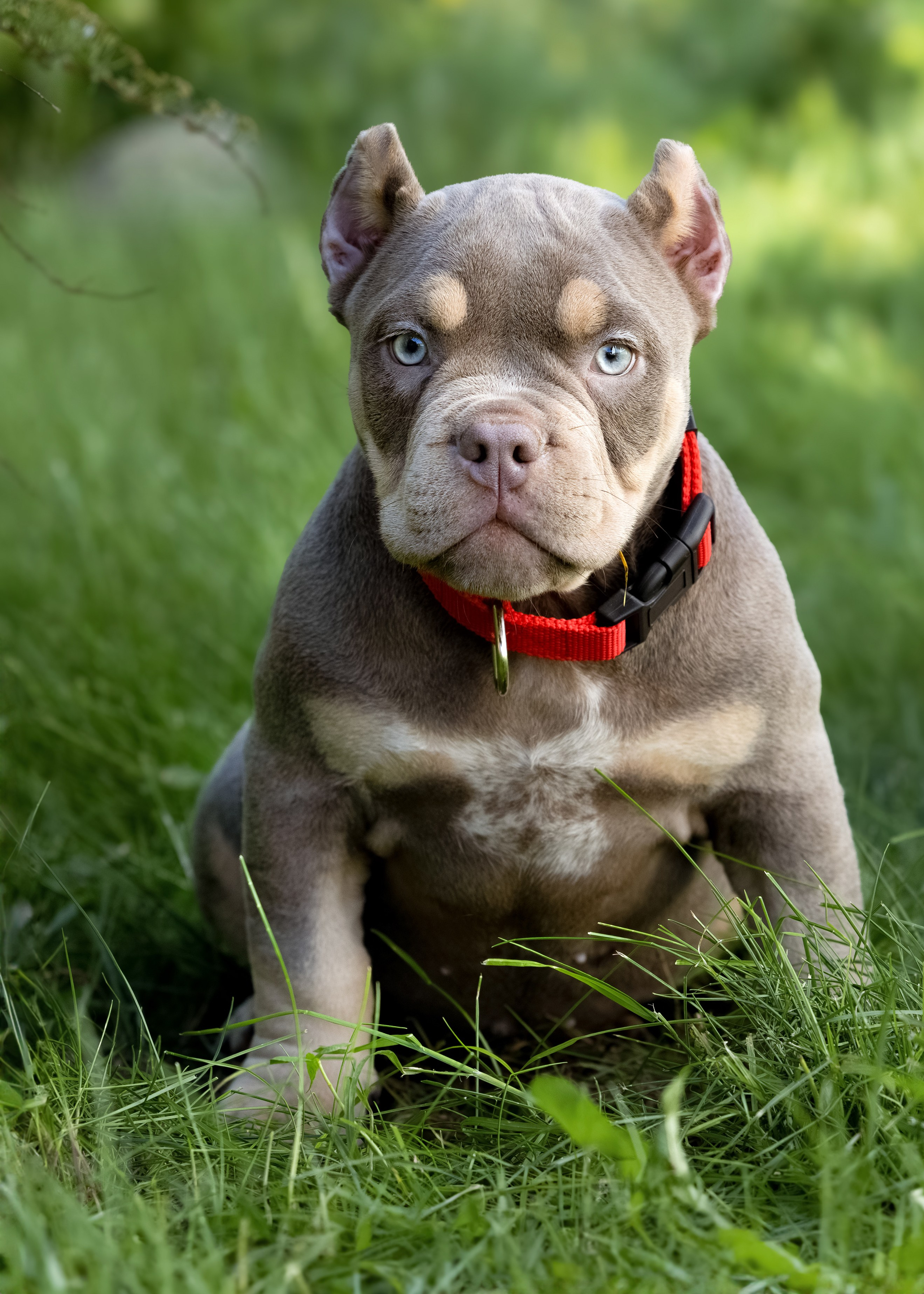 Портретная и семейная съемка. Фотограф анималист