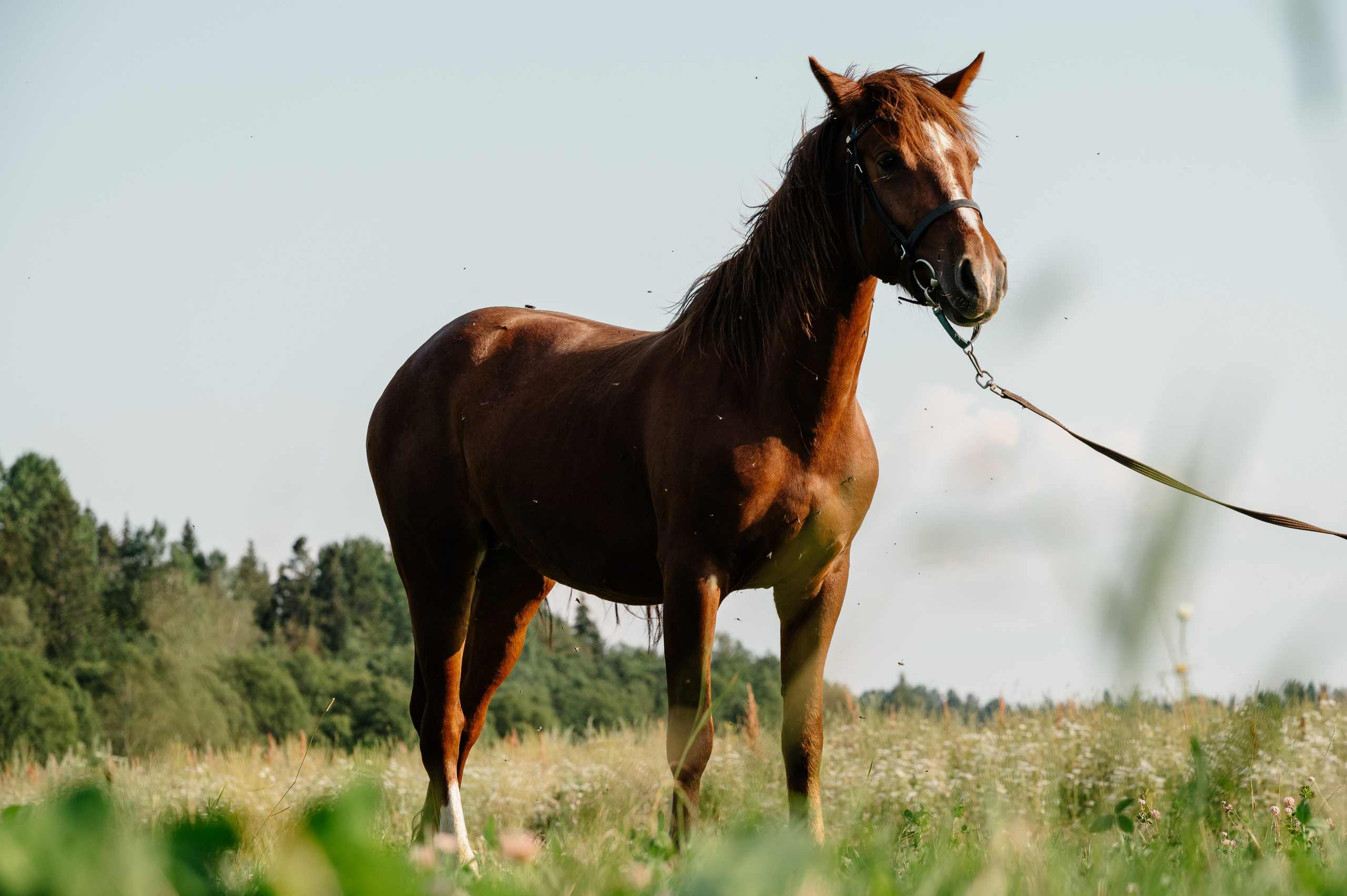 Лошади. Фотограф-анималист в Санкт-Петербурге Анастасия Иванова