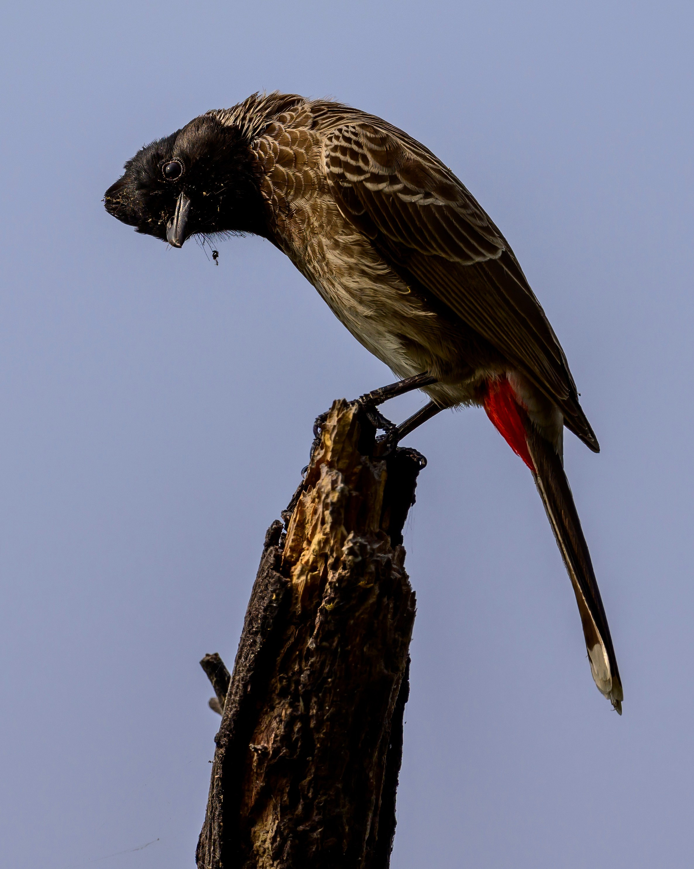 Раджастан, Индия. Wildlife photography by Sergey Puponin