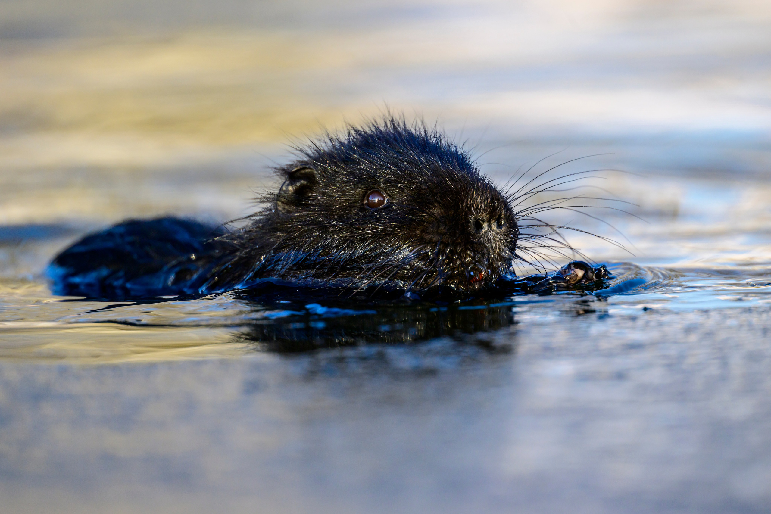 Нырки, гуси, лебеди. Pochards, geese, swans. Wildlife photography by Sergey Puponin