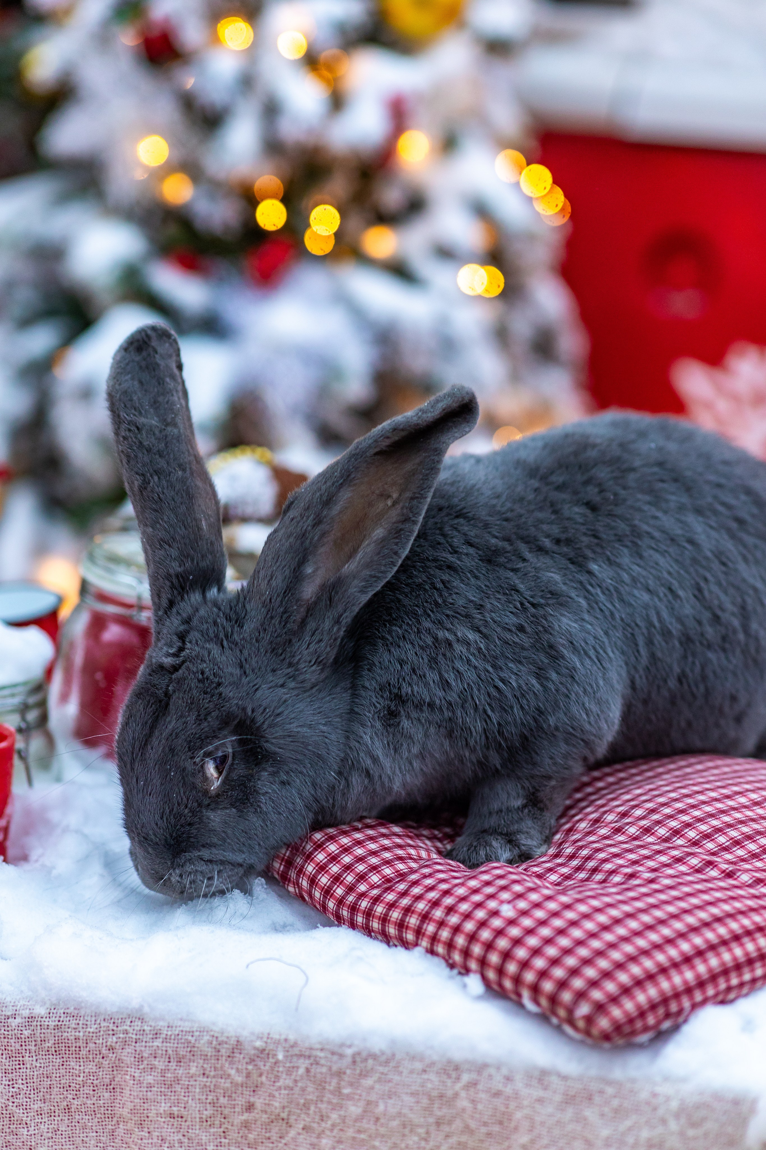Полина и гигантский кролик Зая. Фото и видео Москва. Свадебный фотограф, видеограф, фотосессии, видеосъемка